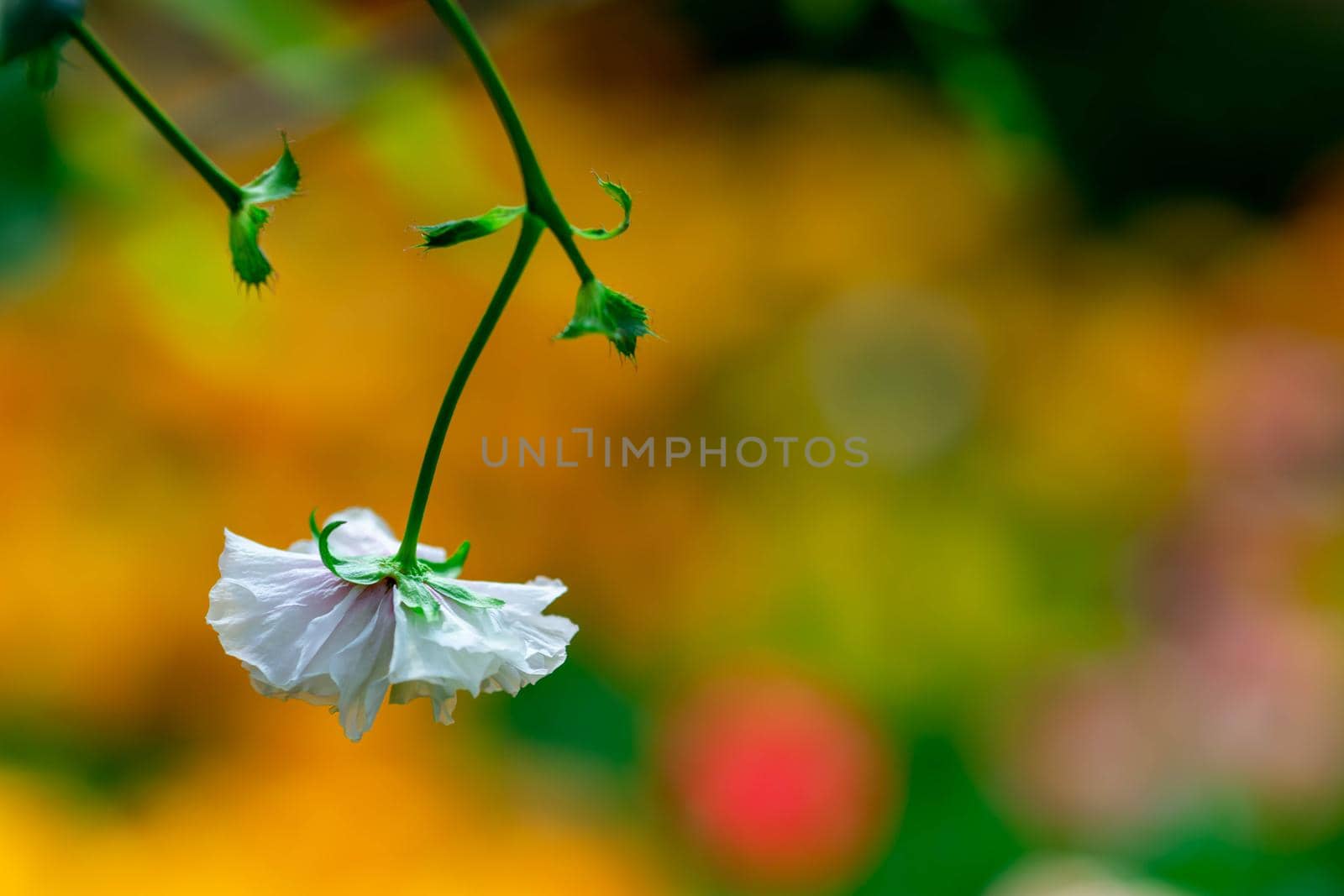 Isolated white flower with a very soft blurry yellow background in a flower garden