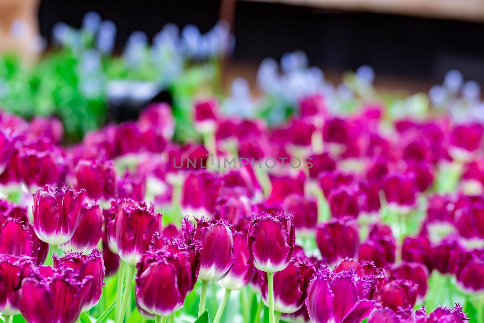 Bed of purple flowers in a flower garden with green soft blurry background