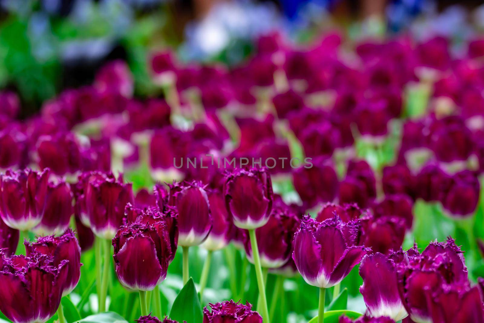 Bed of purple flowers in a flower garden with green soft blurry background