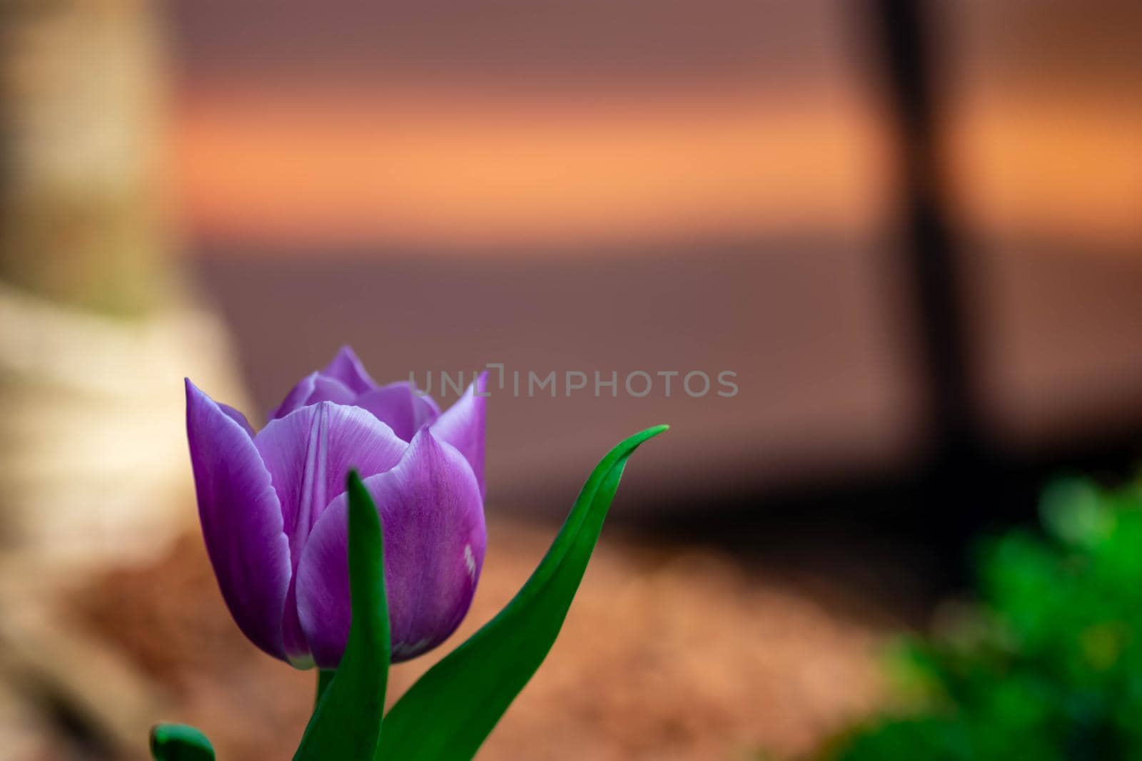 Purple tulips with green background in a flower garden in Singapore