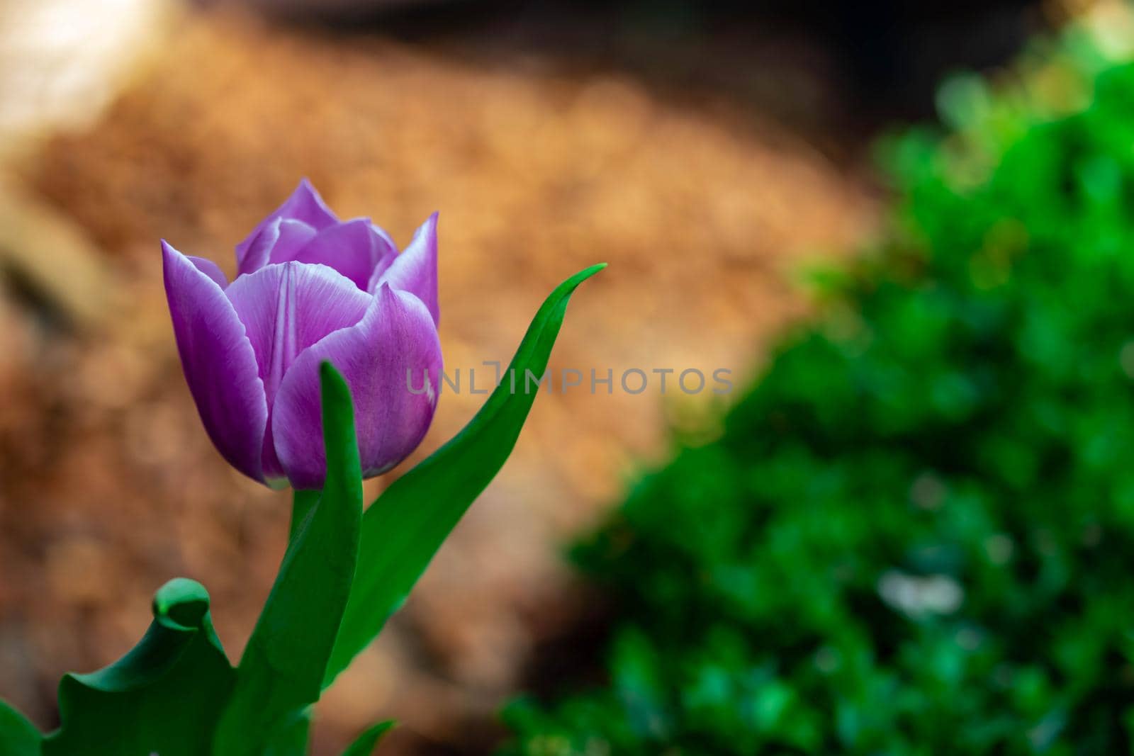 Purple tulips with green background in a flower garden in Singapore