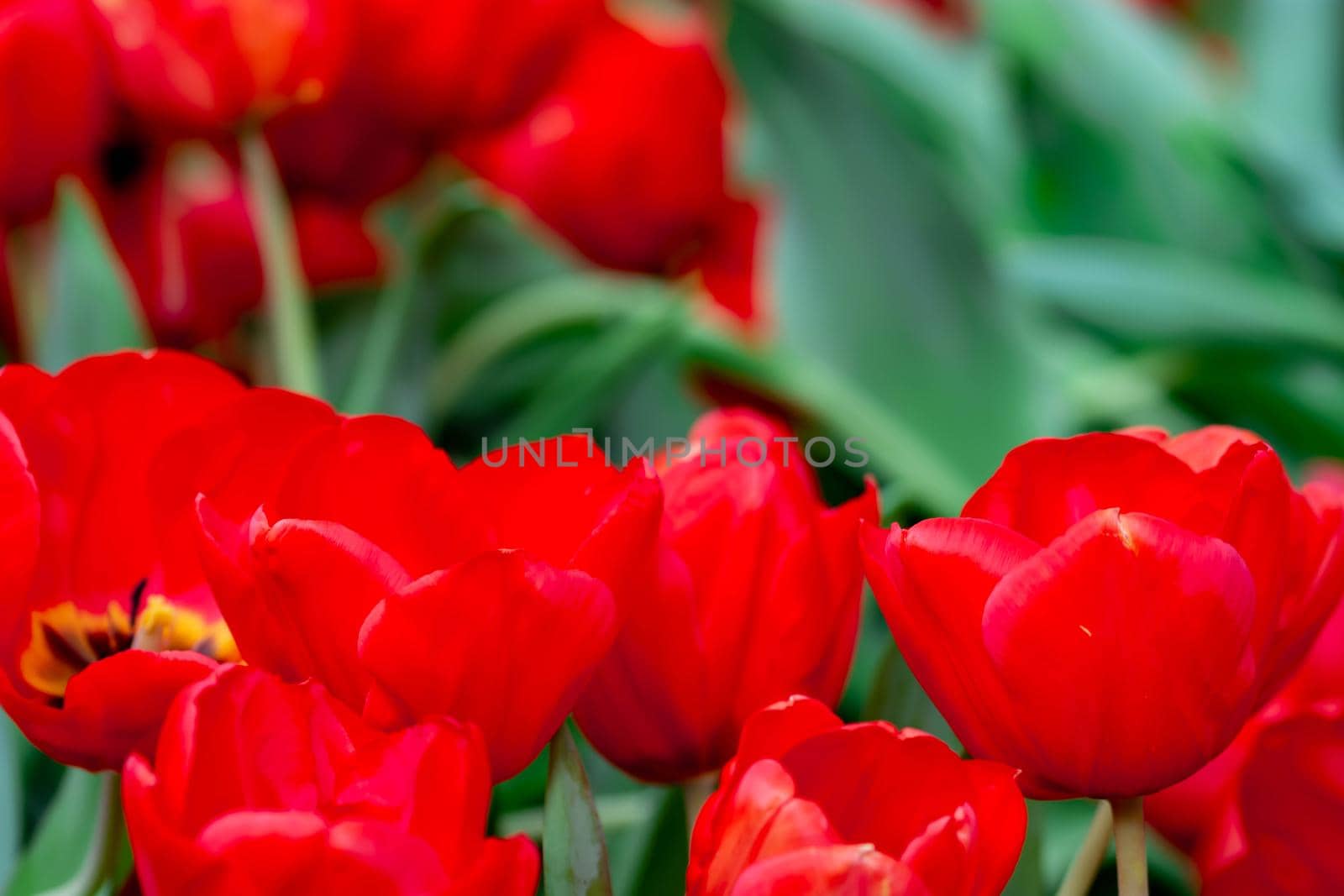 Red tulips with green blurry background in a flower garden in Singapore