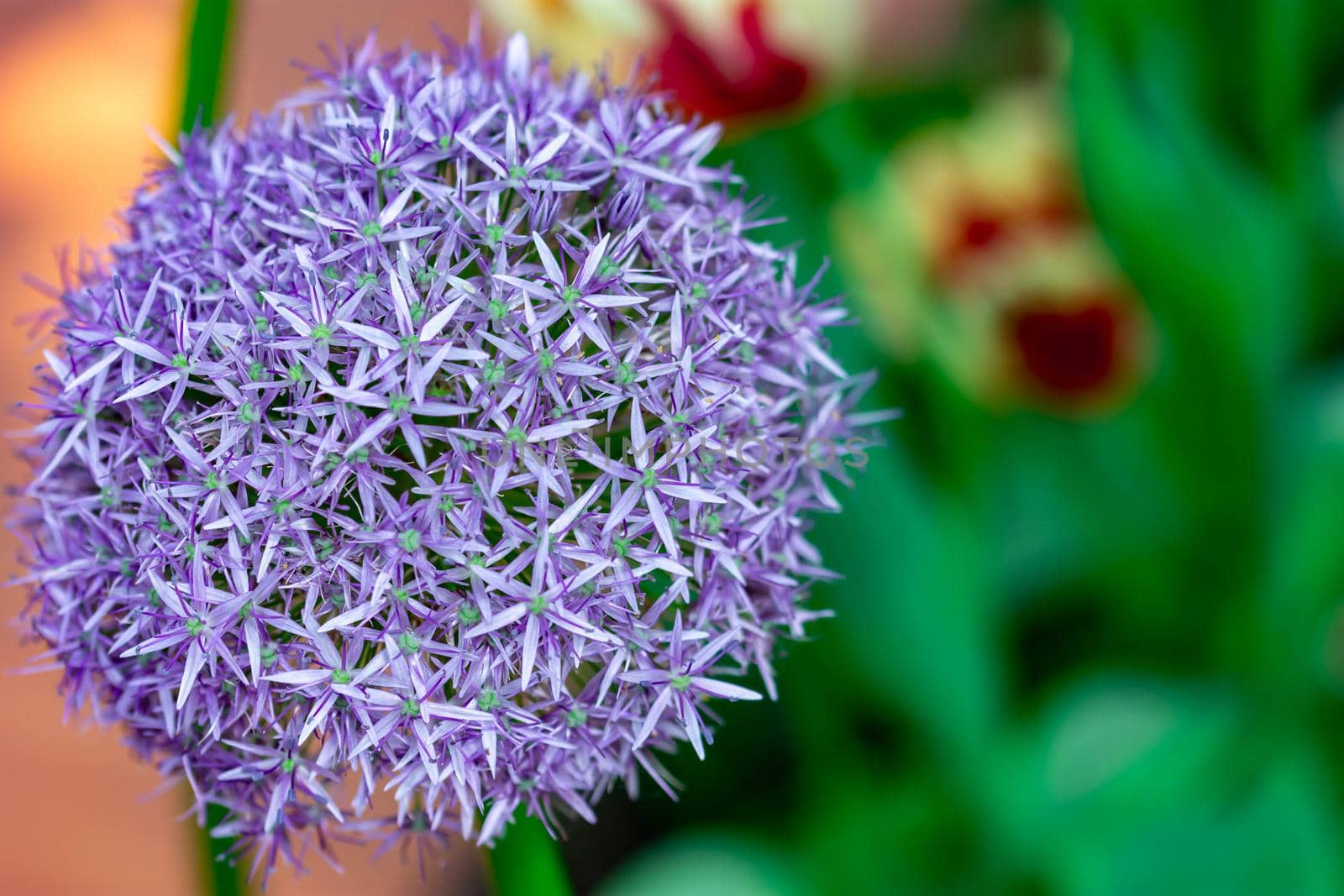 Purple tulips with green background in a flower garden in Singapore