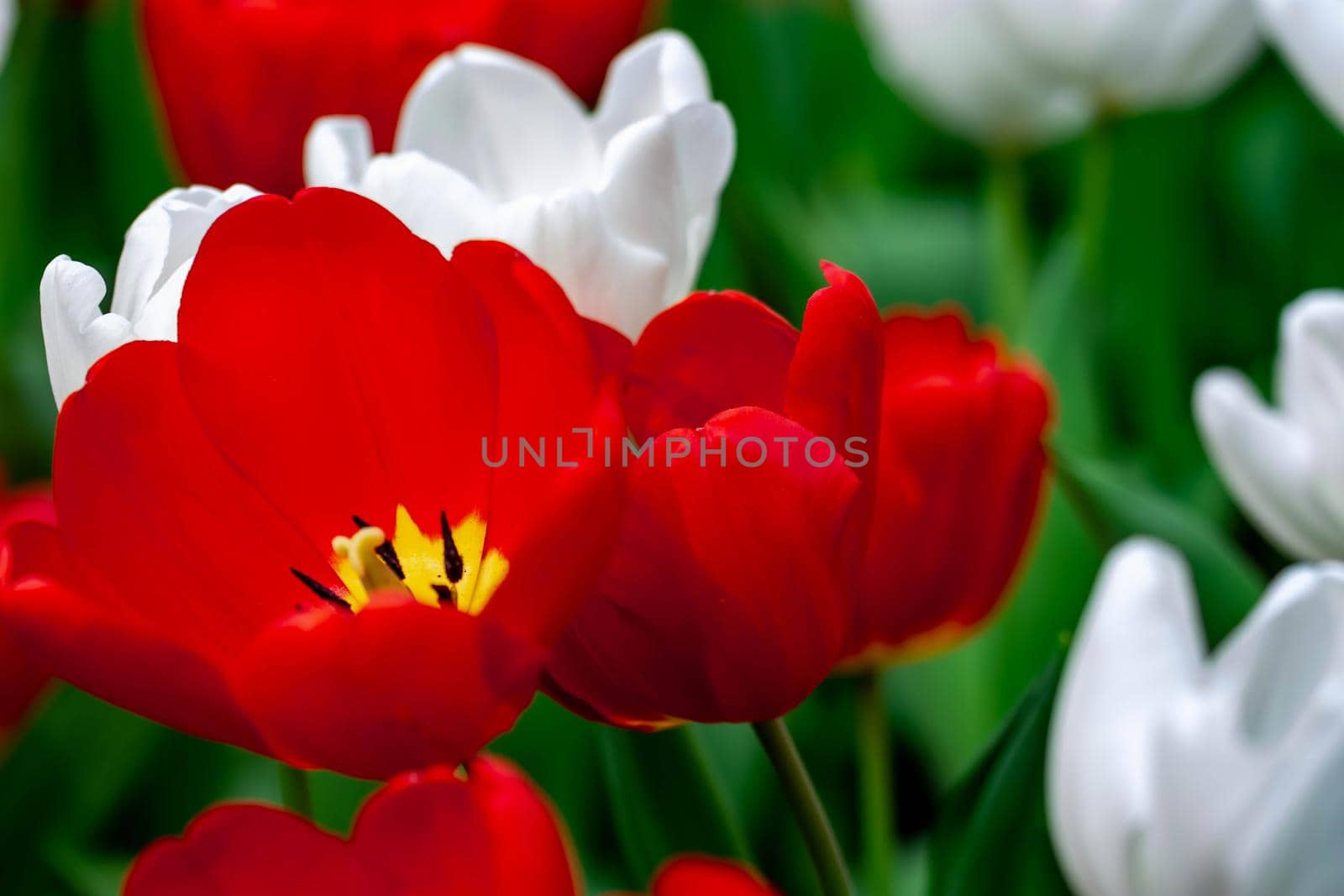 Red tulips with green blurry background in a flower garden in Singapore