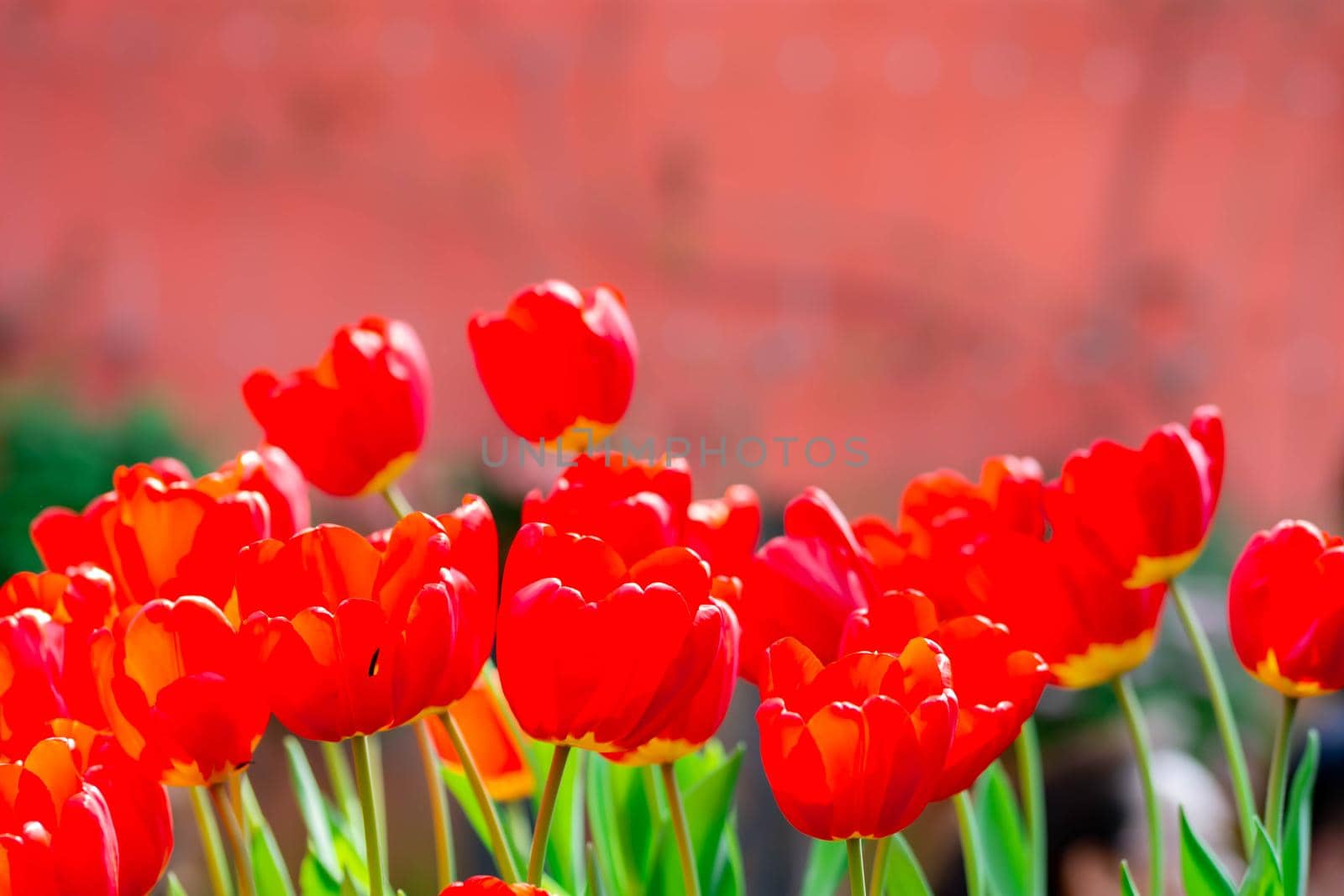 Red tulips with green blurry background in a flower garden in Singapore