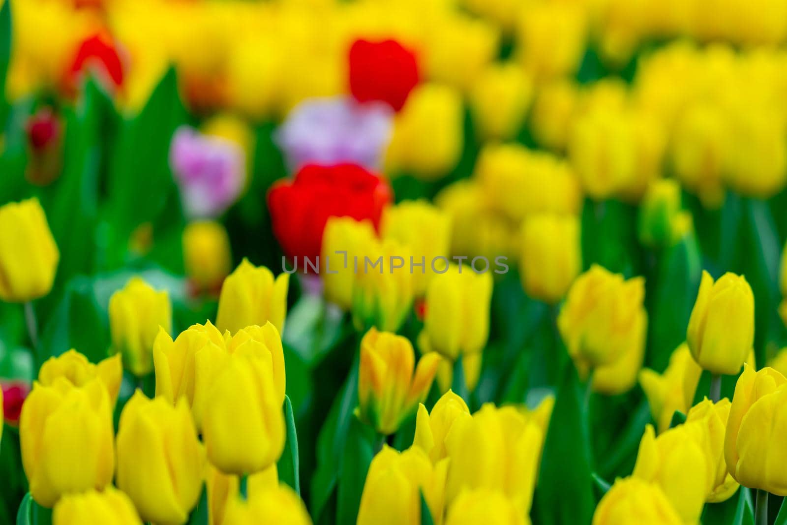 Yellow tulips with green blurry background in a flower garden in Singapore