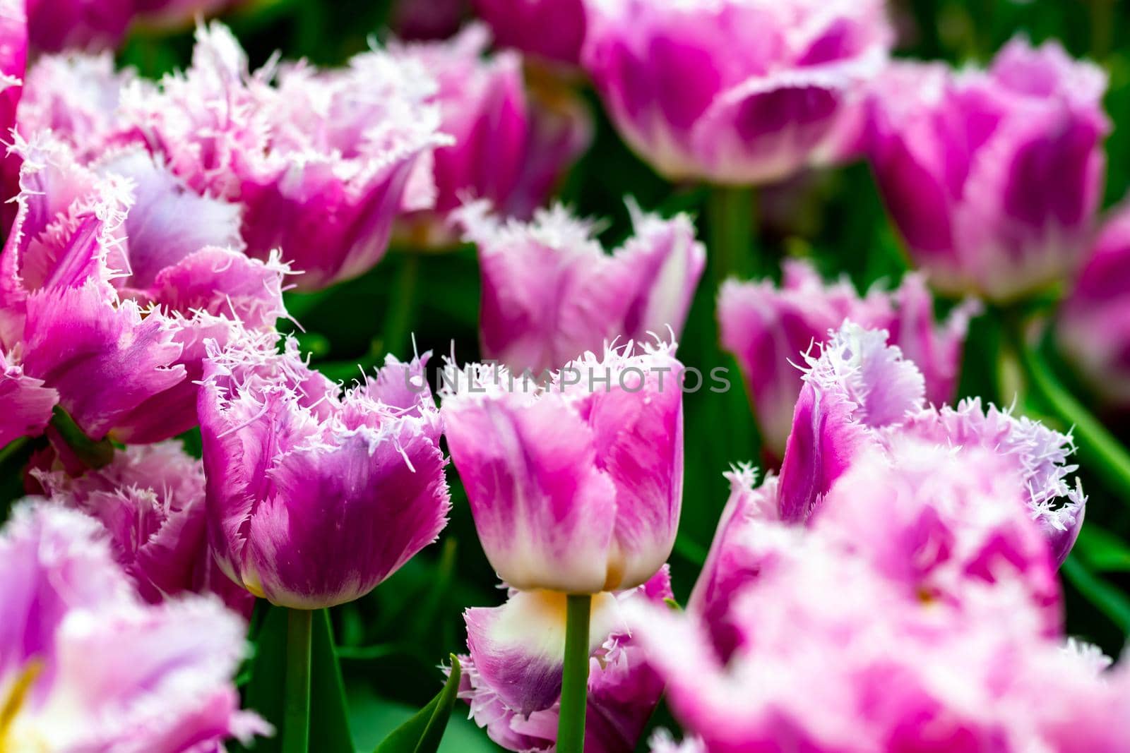 Purple tulips with green background in a flower garden in Singapore