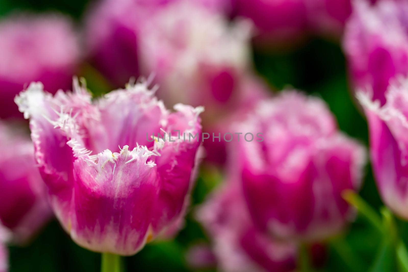 Purple tulips with green background in a flower garden in Singapore