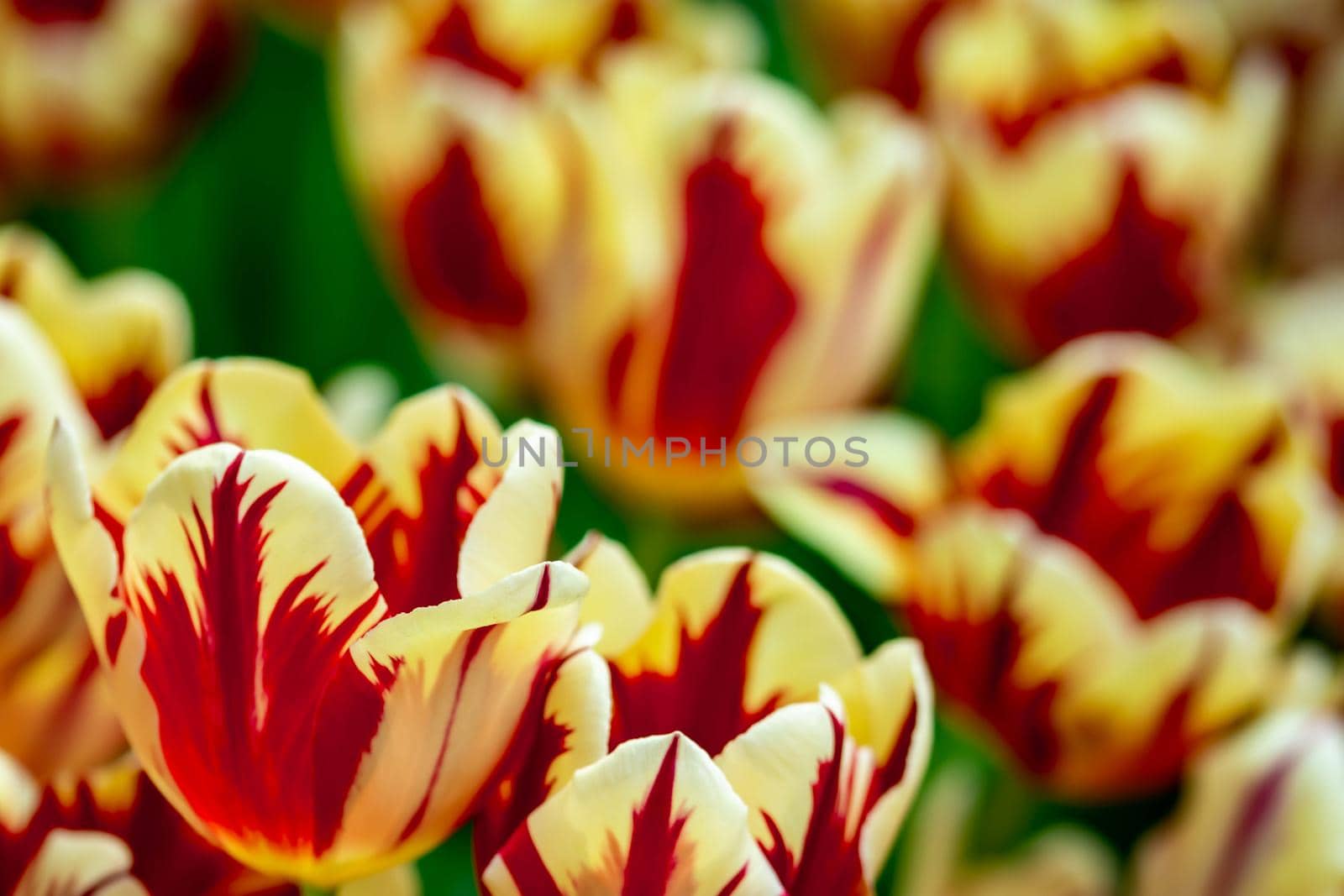 Red tulips with green blurry background in a flower garden in Singapore