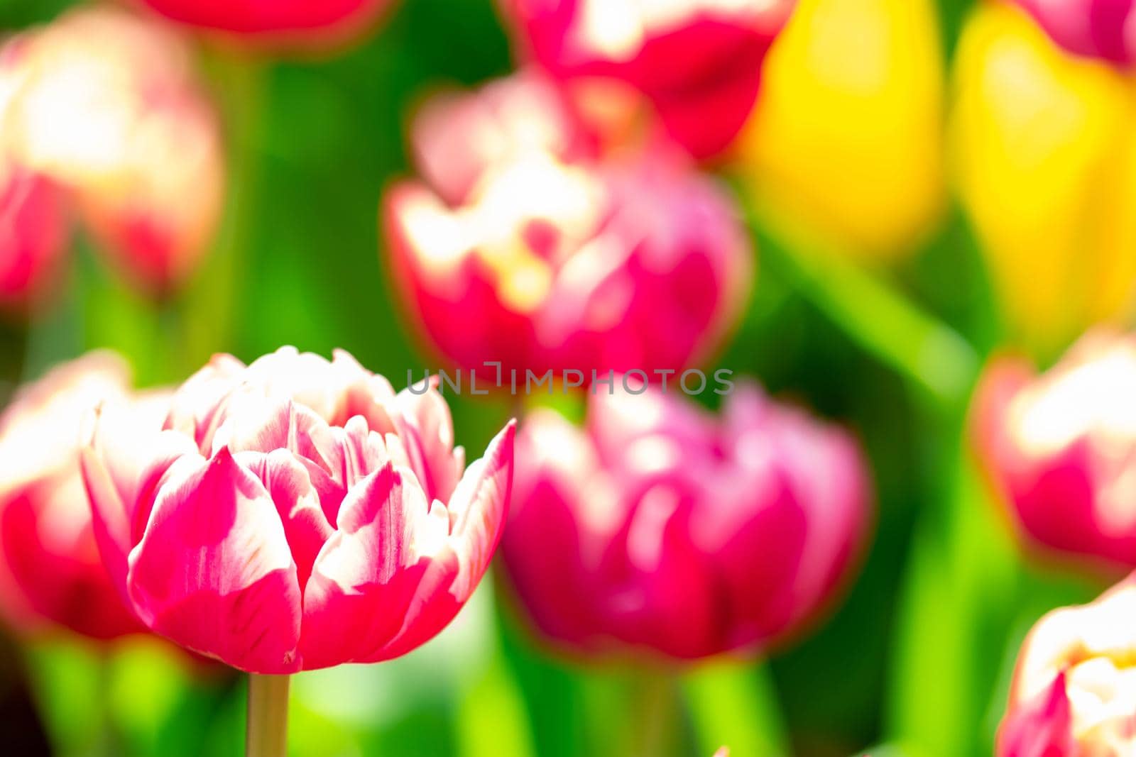 Red tulips with green blurry background in a flower garden in Singapore