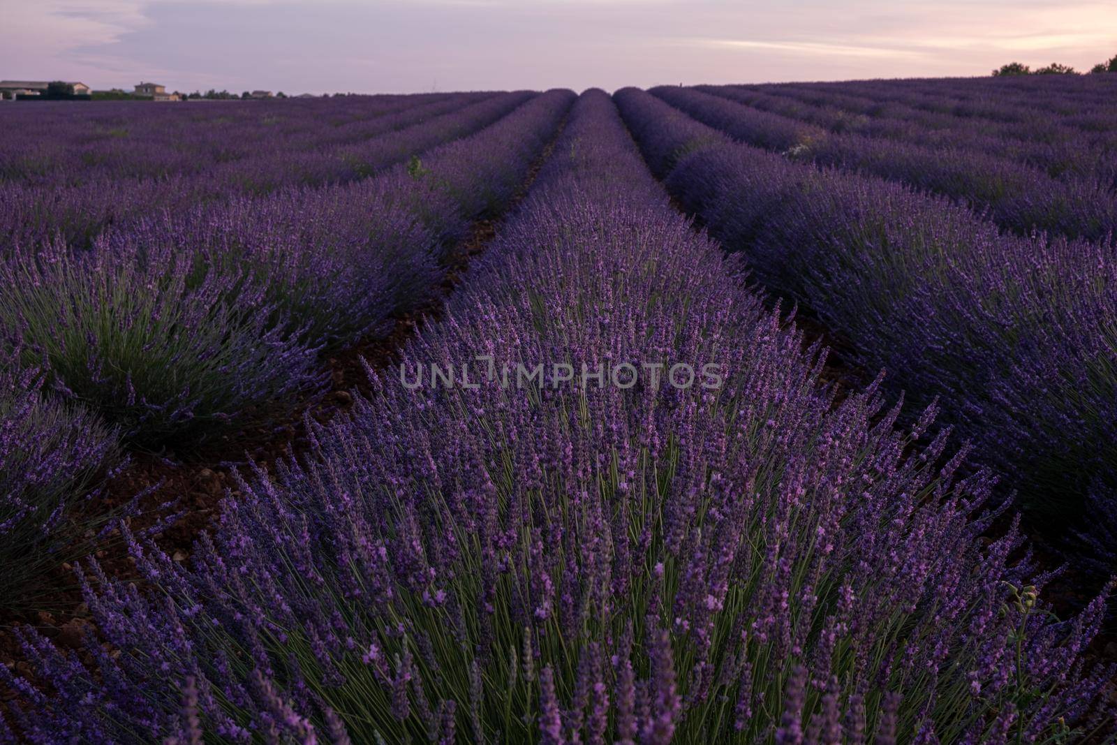 Provence, Lavender field France, Valensole Plateau, colorful field of Lavender Valensole Plateau, Provence, Southern France. Lavender field. Europe