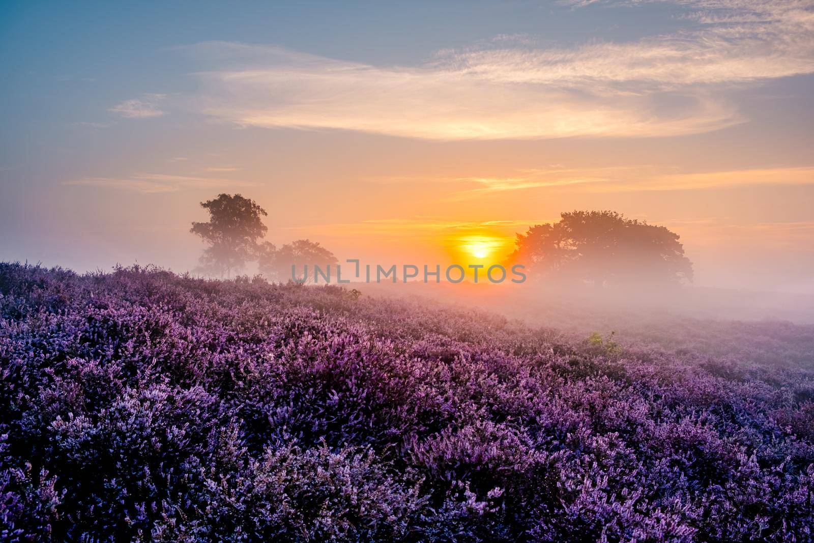 Blooming Heather fields, purple pink heather in bloom, blooming heater on the Veluwe Zuiderheide park , Netherlands. Holland