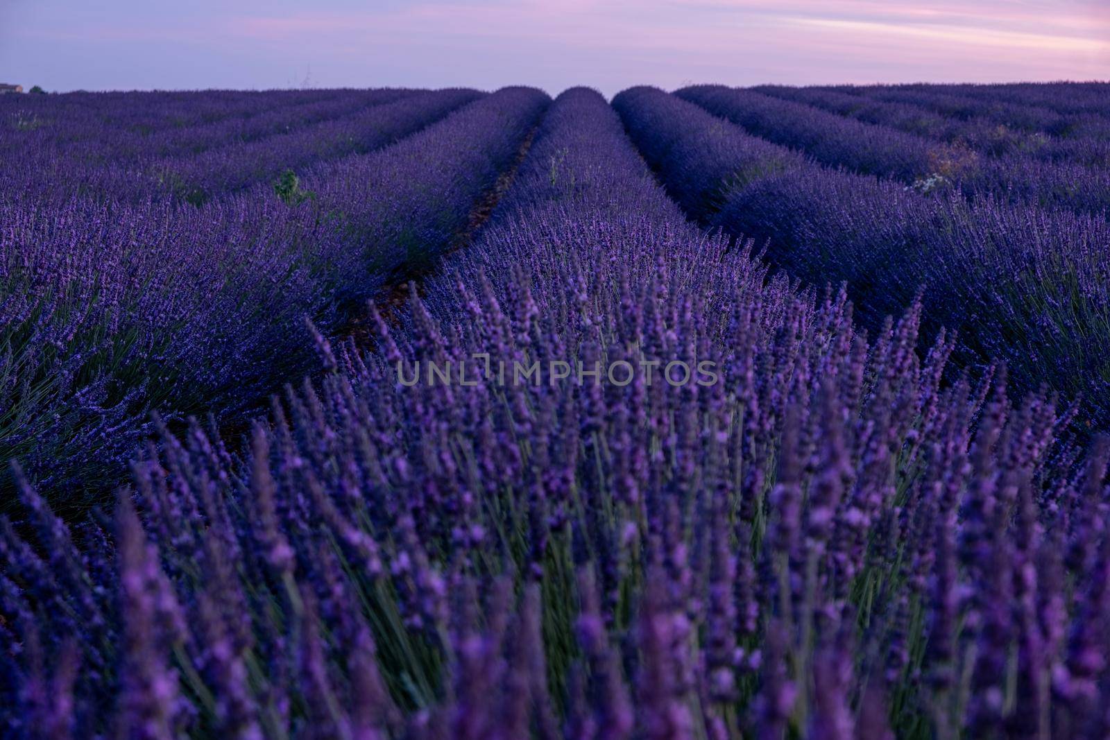 Provence, Lavender field France, Valensole Plateau, colorful field of Lavender Valensole Plateau, Provence, Southern France. Lavender field. Europe