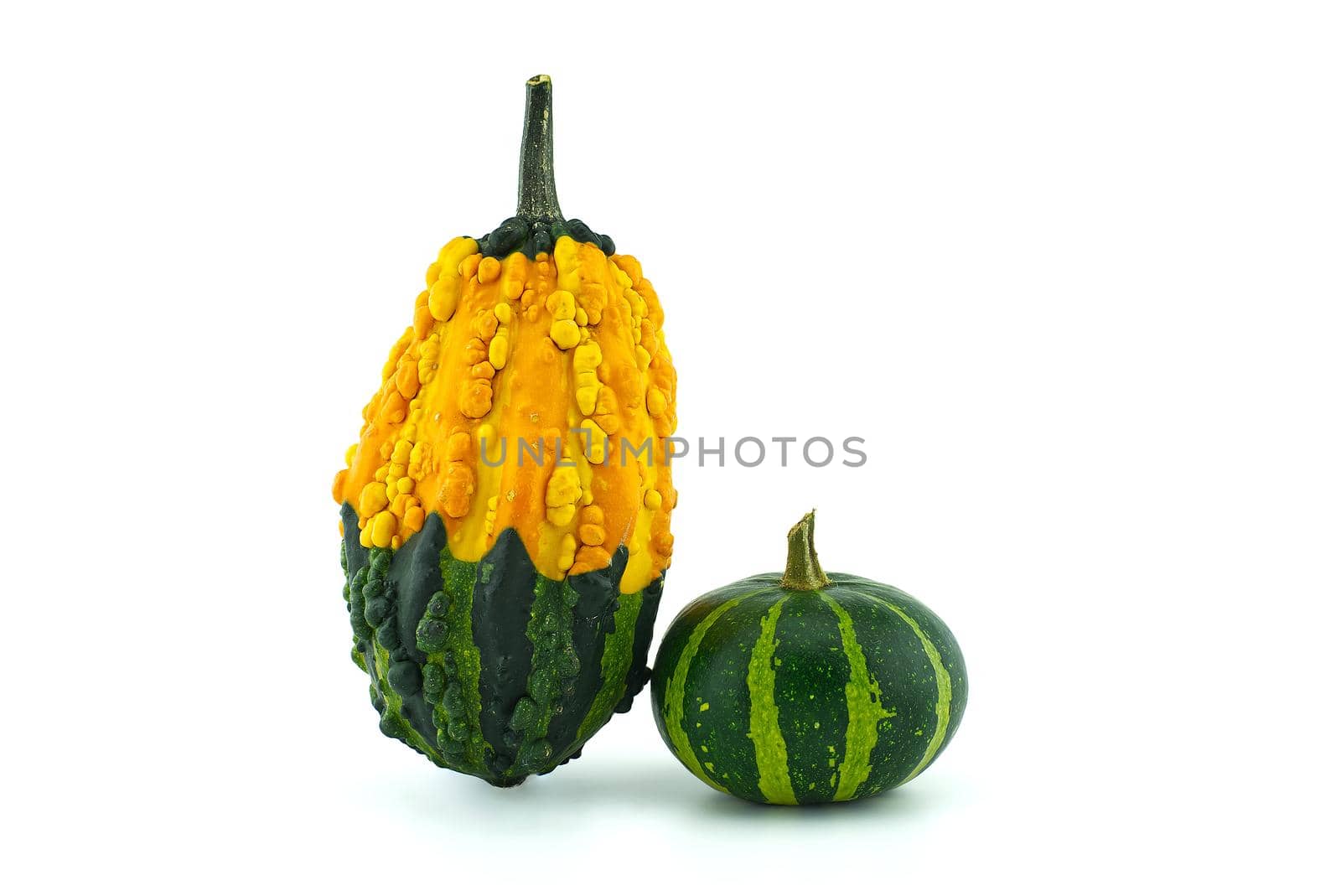 Colorful pumpkins and squashes isolated on white background