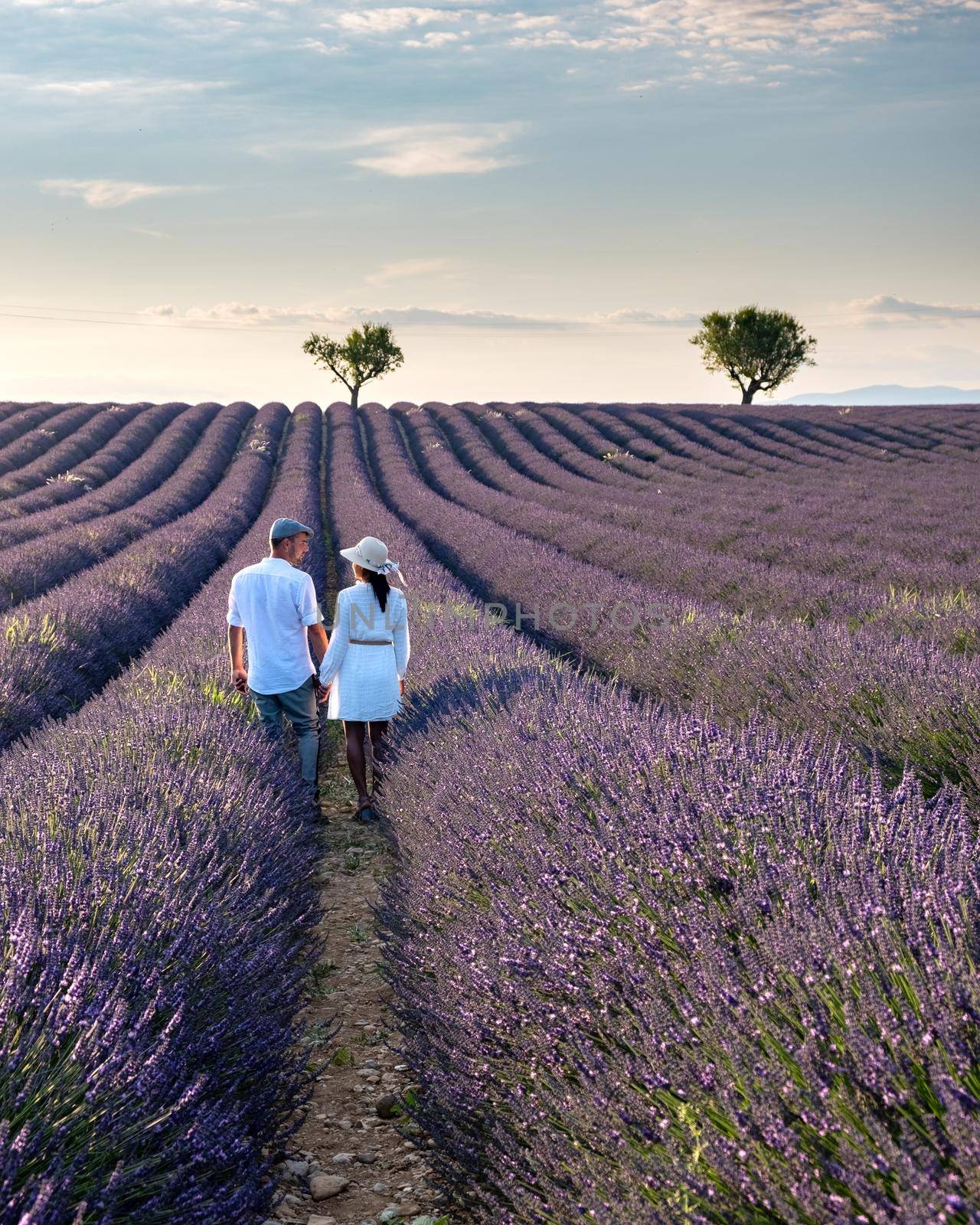 Provence, Lavender field France, Valensole Plateau, colorful field of Lavender Valensole Plateau, Provence, Southern France. Lavender field. Europe. Couple men and woman on vacation at the provence lavender fields,