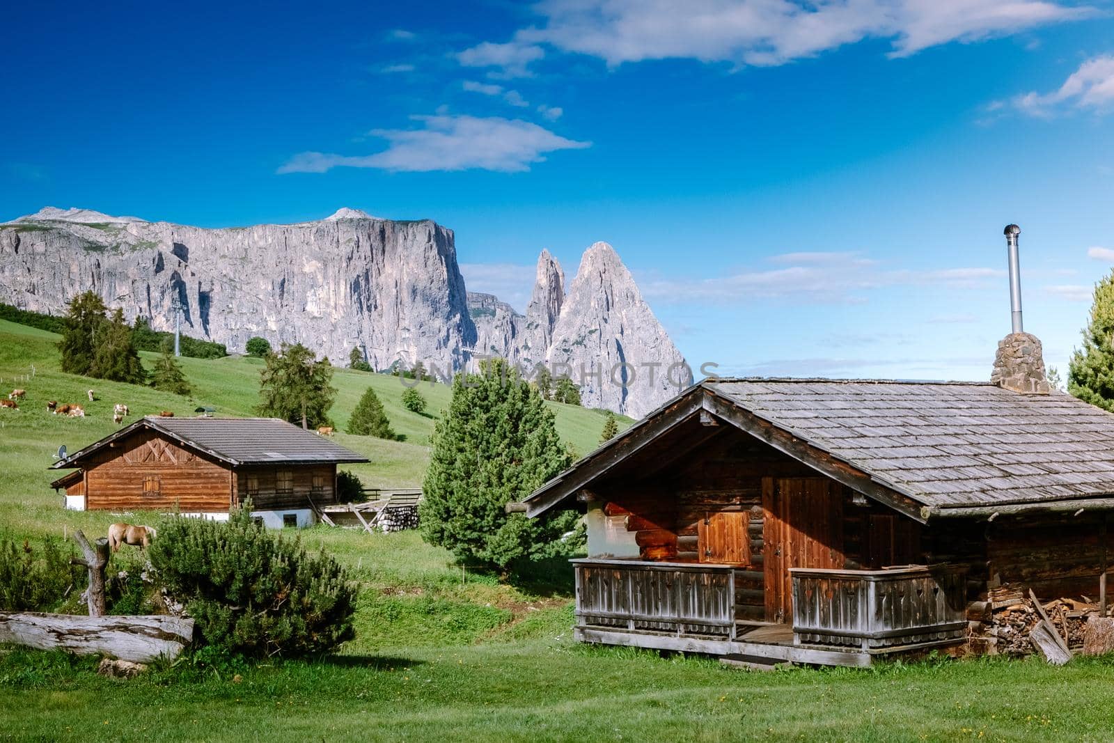 Alpe di Siusi - Seiser Alm with Sassolungo - Langkofel mountain group in background at sunset. Yellow spring flowers and wooden chalets in Dolomites, Trentino Alto Adige, South Tyrol, Italy, Europe by fokkebok