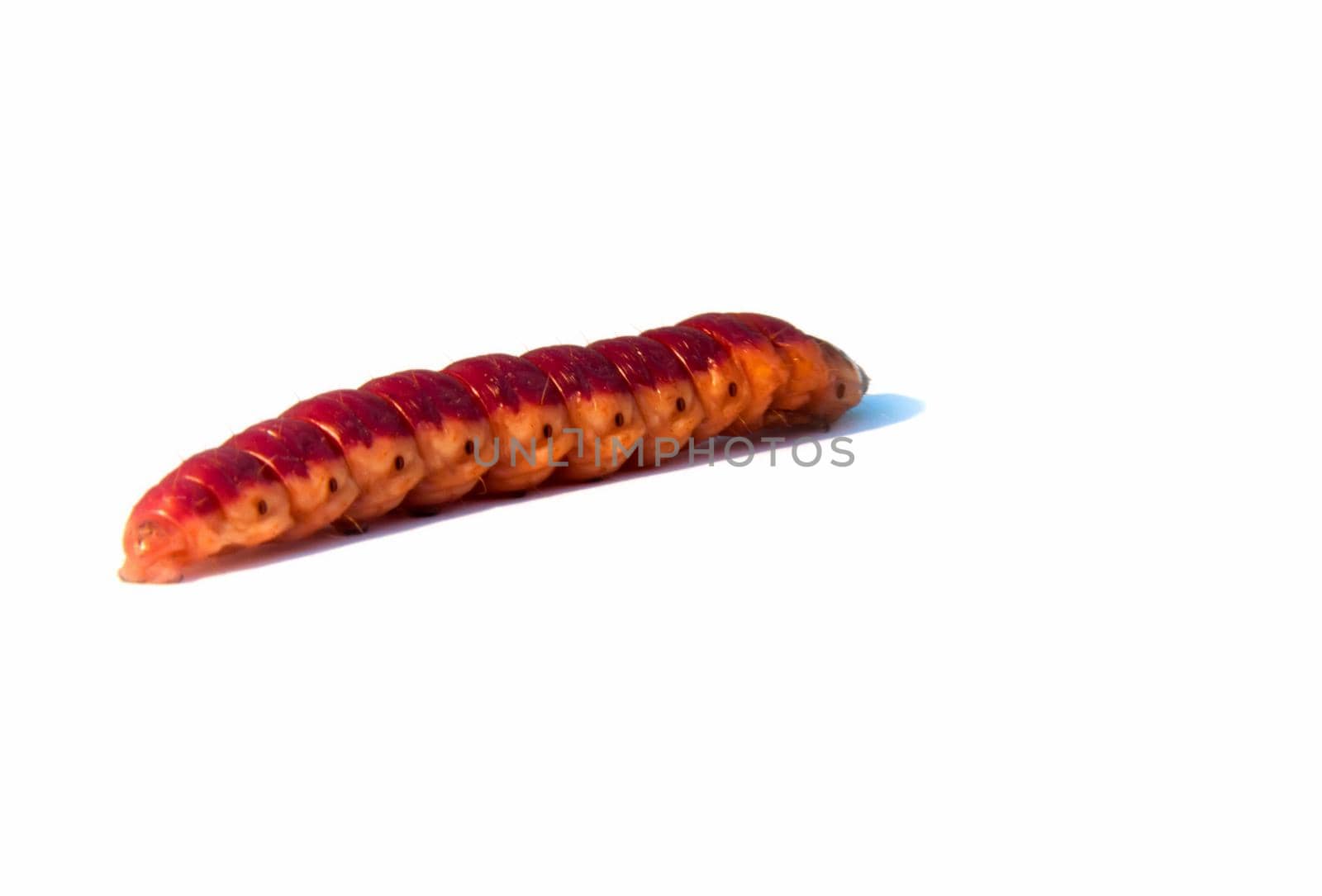 large caterpillar crawling on a white background