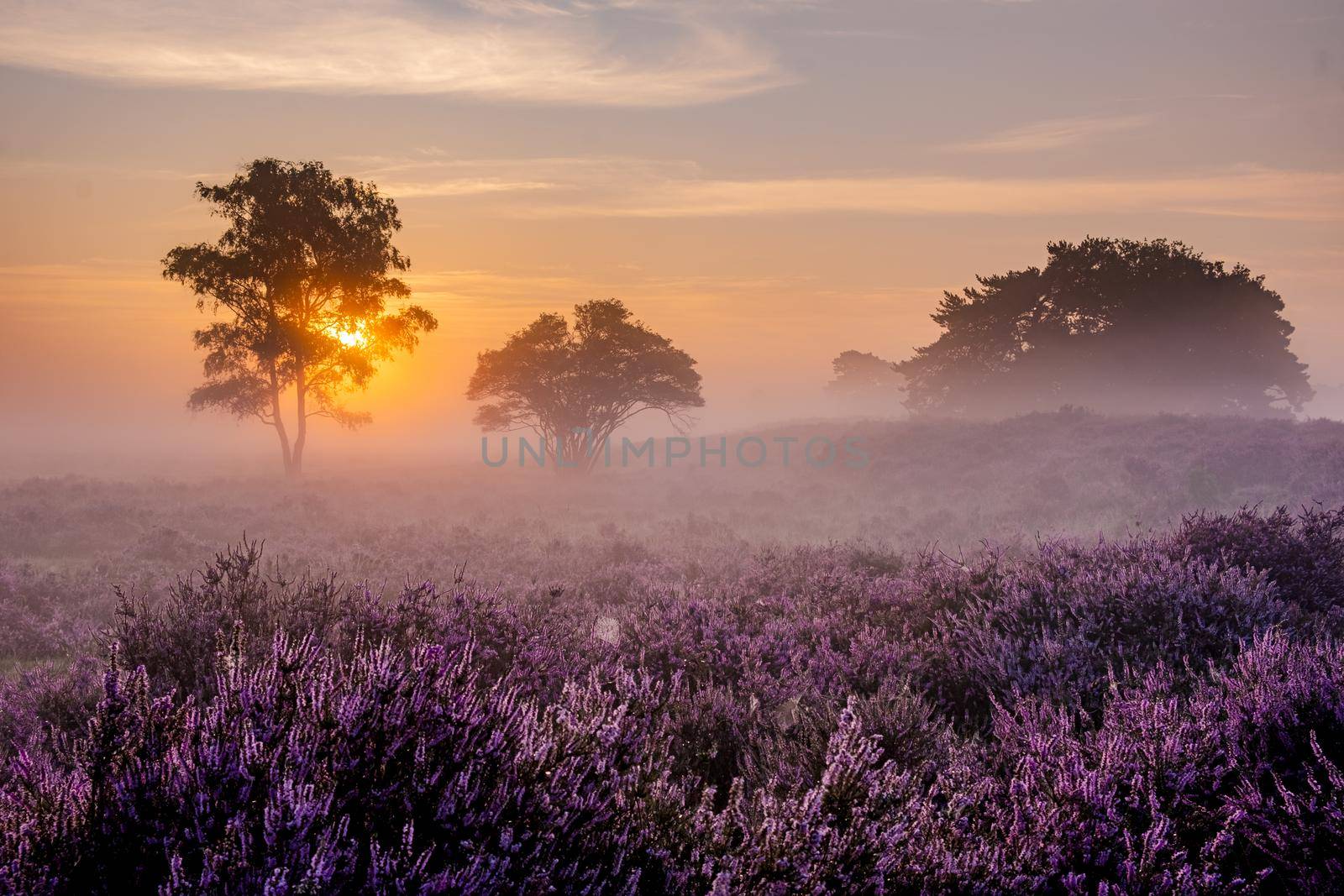 Blooming Heather fields, purple pink heather in bloom, blooming heater on the Veluwe Zuiderheide park , Netherlands by fokkebok