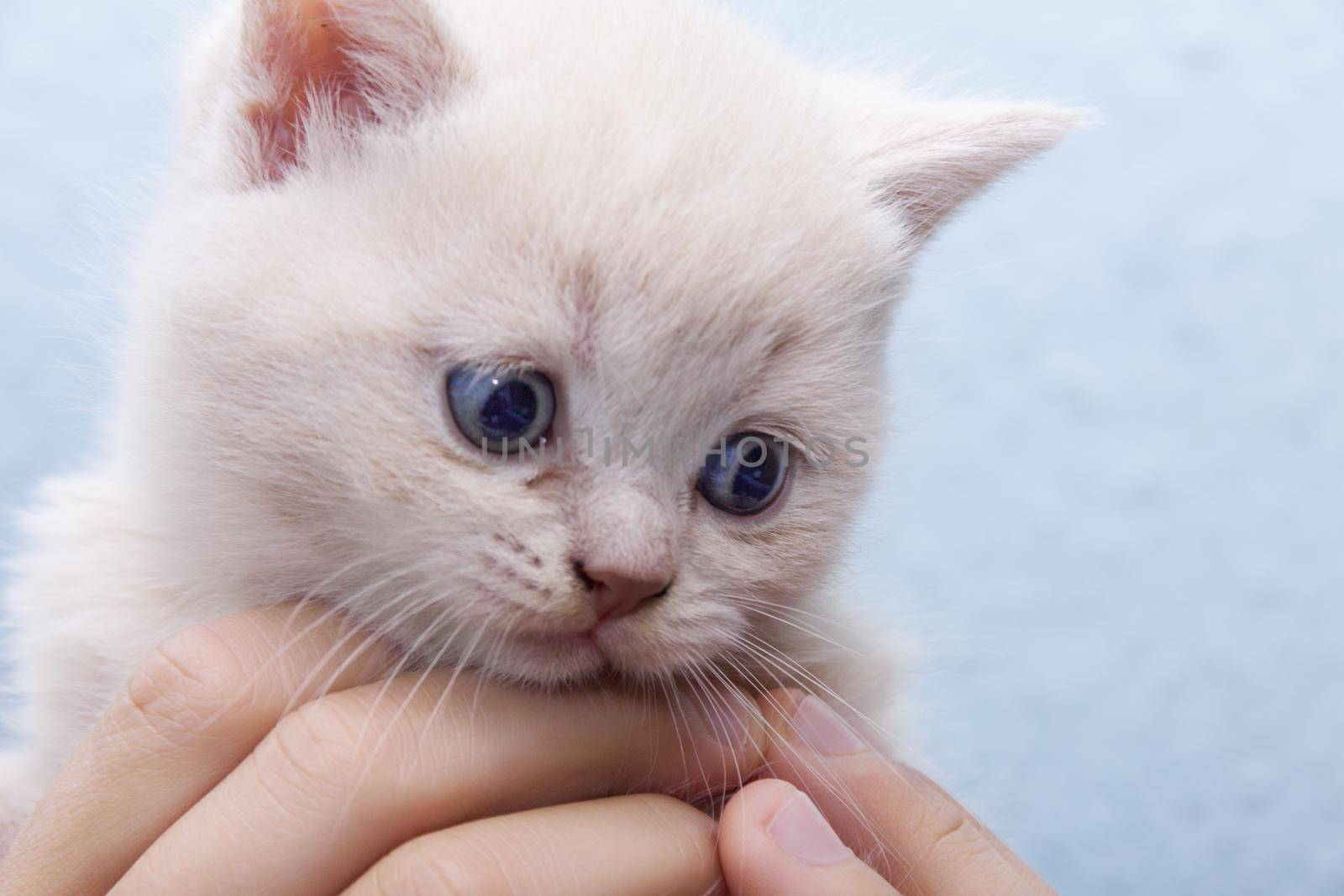 British small kitten hold in their hands