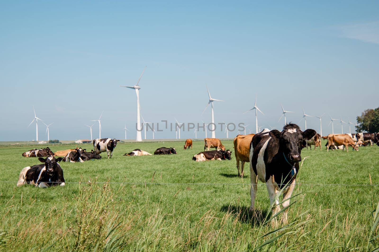 Dutch Brown and White cows mixed with black and white cows in the green meadow grassland, Urk Netherlands by fokkebok