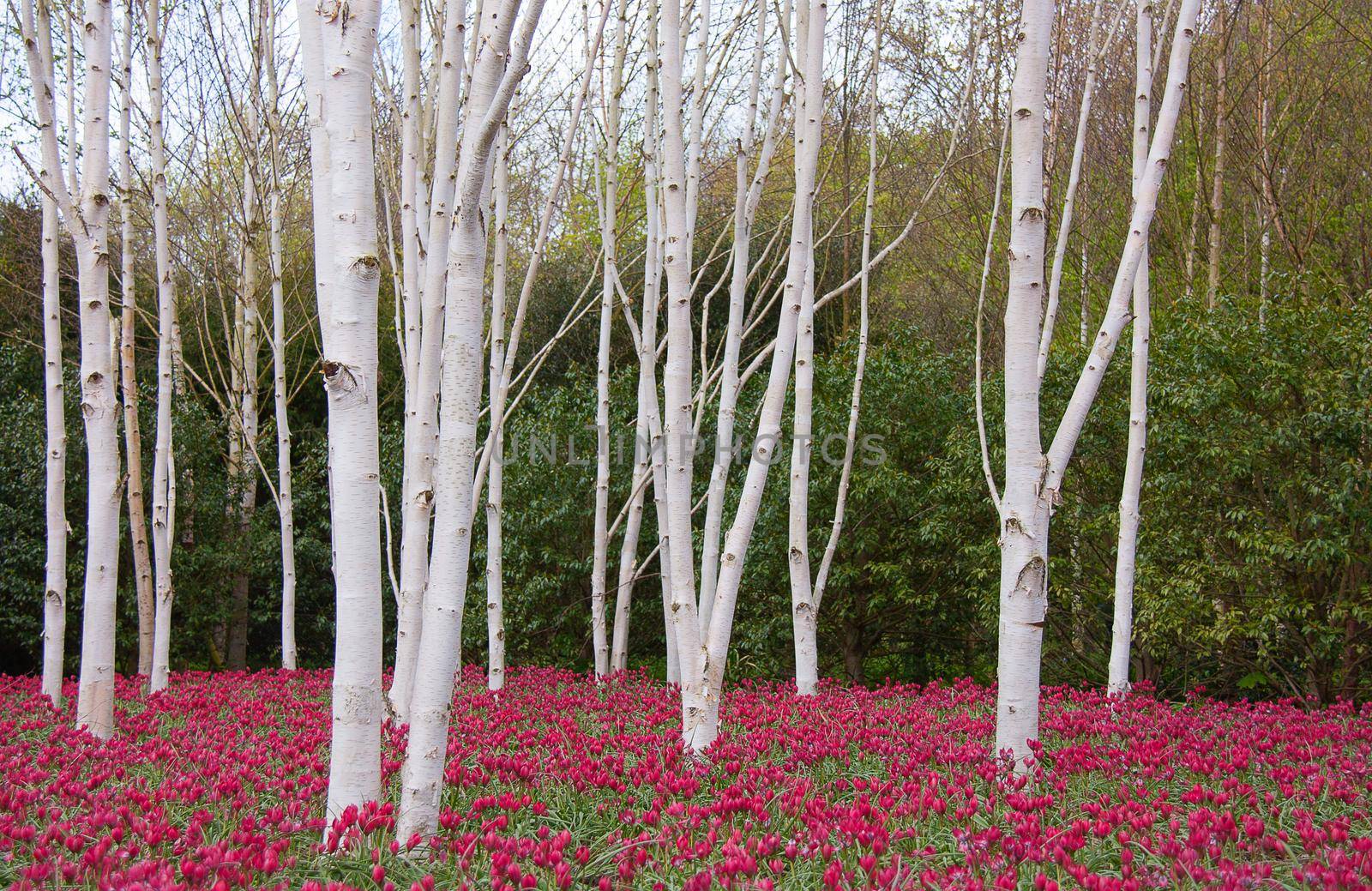 Spring landscape with flowers by NelliPolk