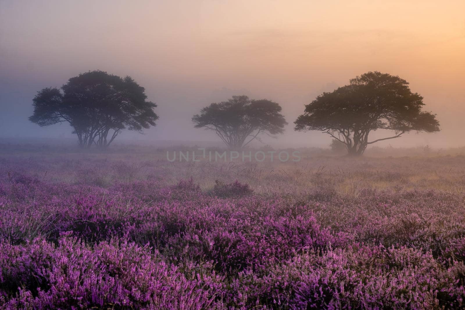 Blooming heather field in the Netherlands near Hilversum Veluwe Zuiderheide, blooming pink purple heather fields in the morniong with mist and fog during sunrise by fokkebok