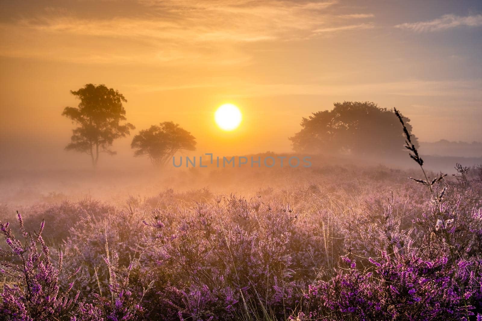 Blooming heather field in the Netherlands near Hilversum Veluwe Zuiderheide, blooming pink purple heather fields in the morniong with mist and fog during sunrise Netherlands Europe