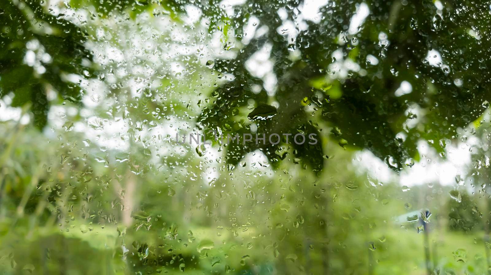 Water drops on the tranparent window after raining on green natural background .