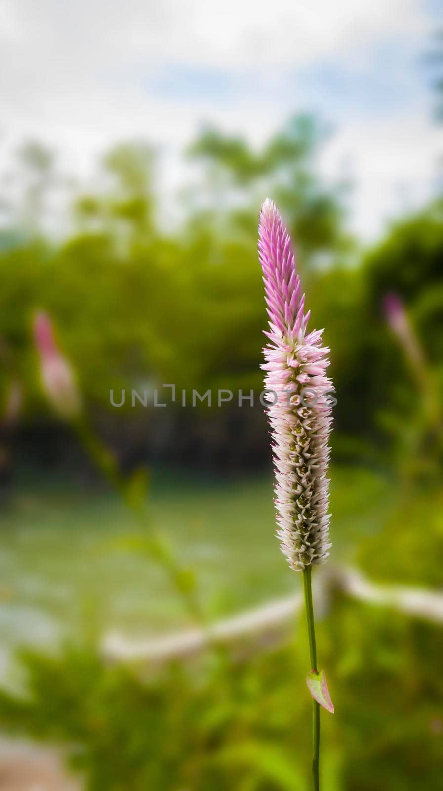 Pink Flowers, Flowers Buds and Leaves Isolated on natural background. by Pooljan