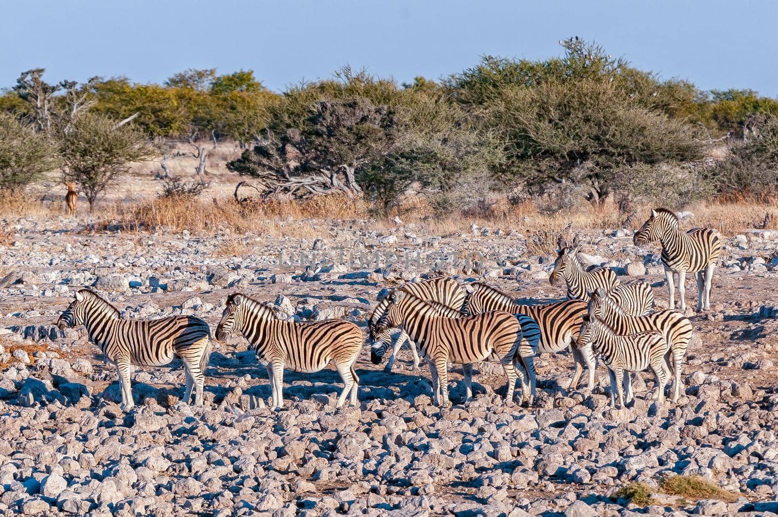 Burchells zebras, Equus quagga burchellii, between rocks in northern Namibia