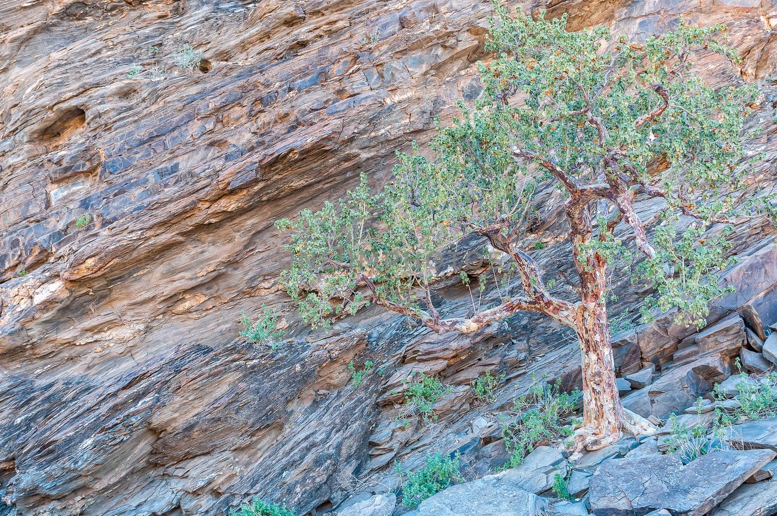 A tree on a rocky slope in the Kuiseb Canyon in Namibia