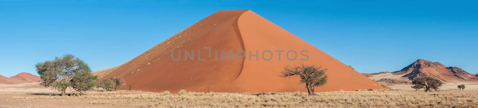 Panoramic dune landscape between Sesriem and Sossusvlei in Namibia. Trees are visible