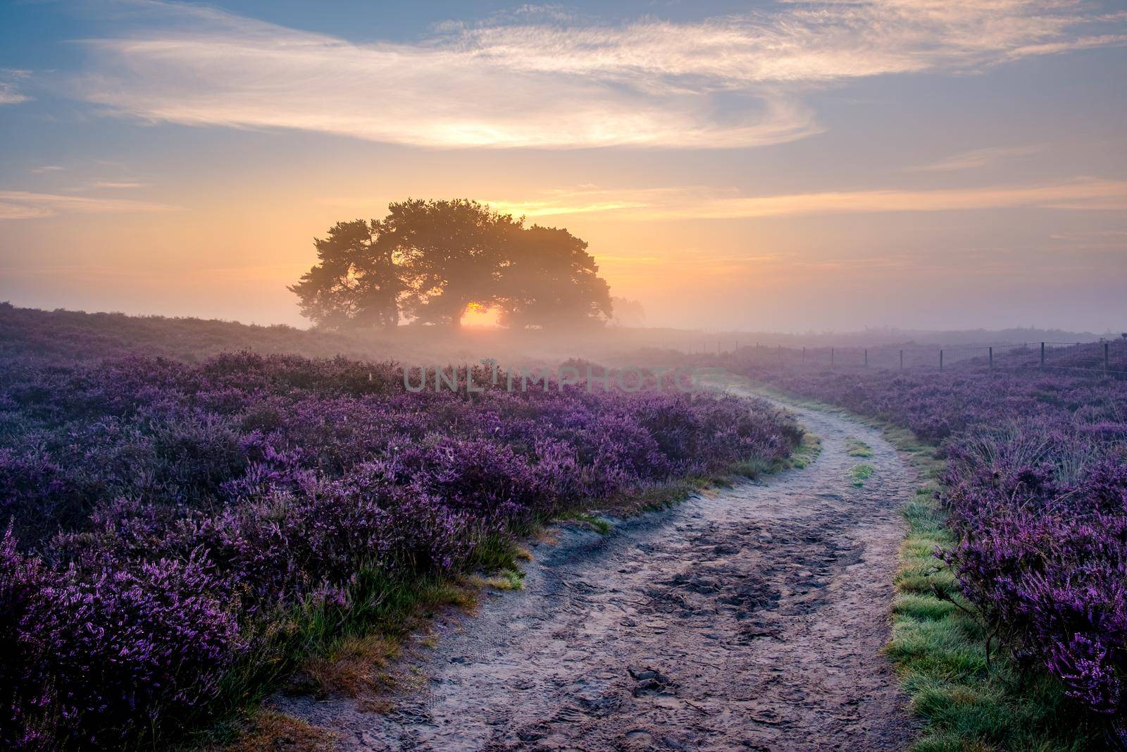 Blooming Heather fields, purple pink heather in bloom, blooming heater on the Veluwe Zuiderheide park , Netherlands by fokkebok