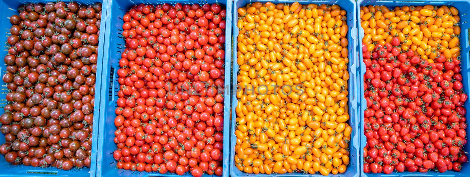 freshly picked yellow and red tomatoes in a crate.