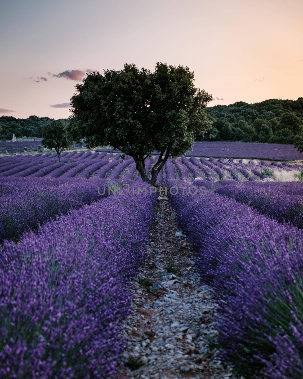 Ardeche lavender fields in the south of France during sunset, Lavender fields in Ardeche in southeast France.Europe