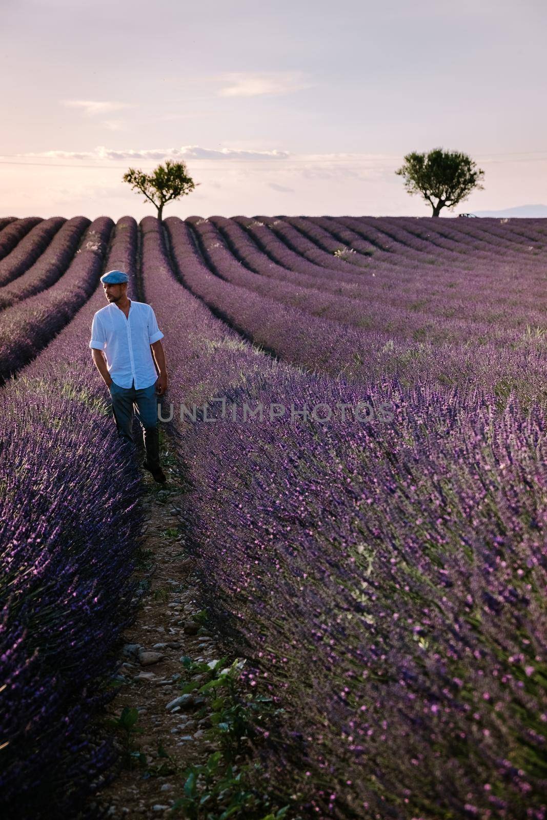 Provence, Lavender field France, Valensole Plateau, colorful field of Lavender Valensole Plateau, Provence, Southern France. Lavender field. Europe. Couple men and woman on vacation at the provence lavender fields,