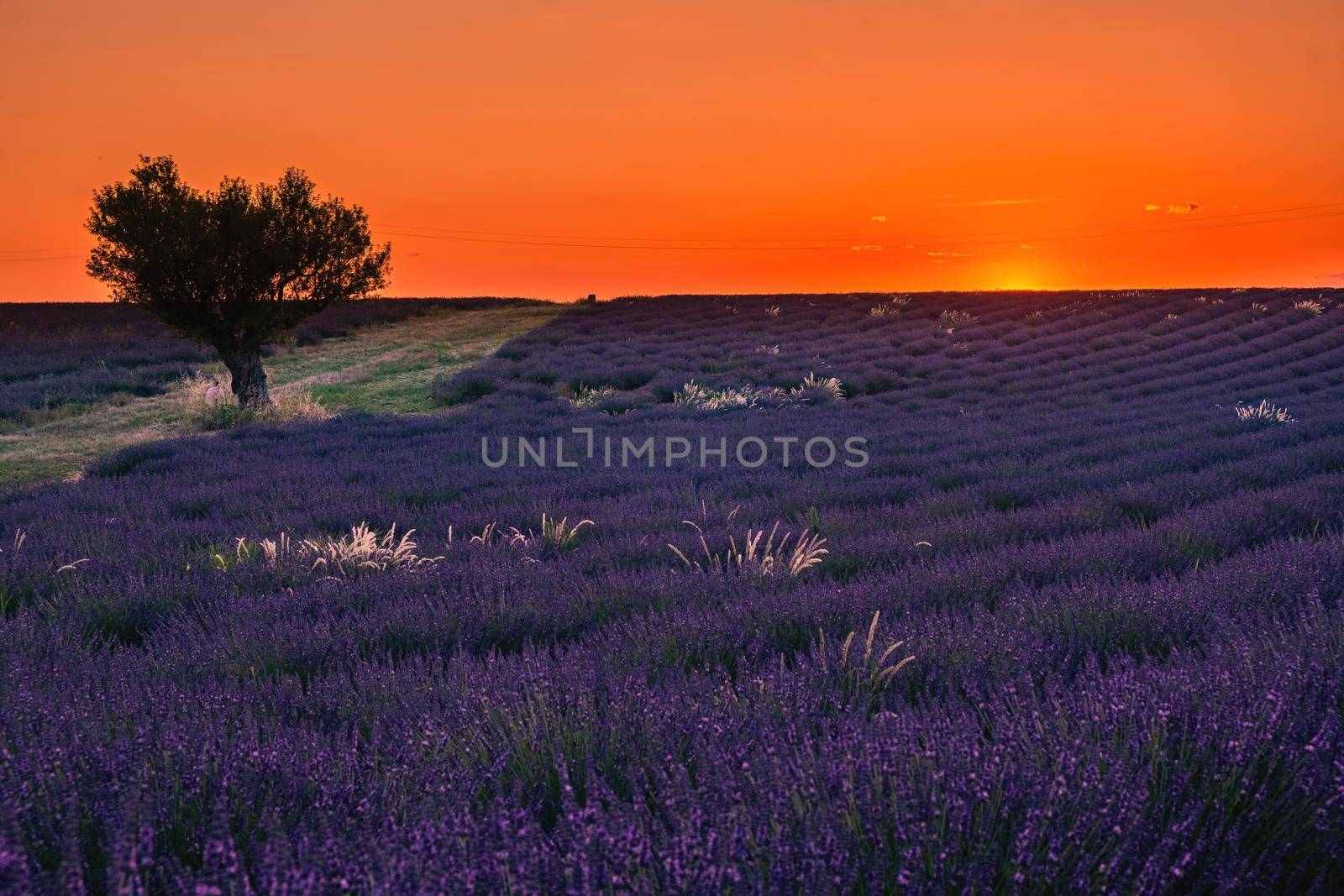Valensole Plateau, Provence, Southern France. Lavender field at sunset by fokkebok