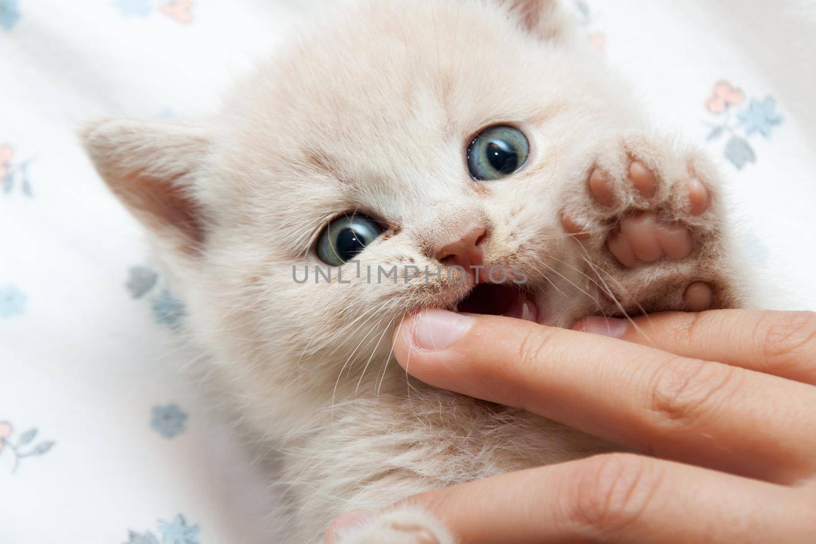 the kitten bites the finger by client111