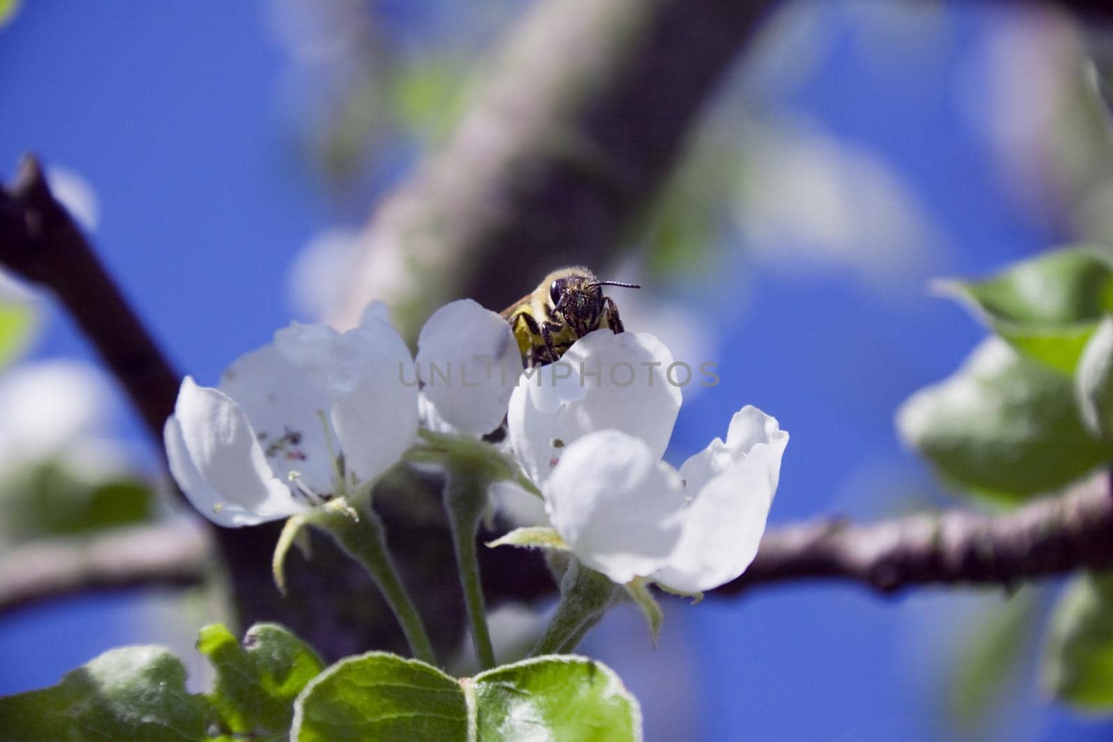 tree branch of Apple blossoms white flowers, a bee sitting on a flower by client111