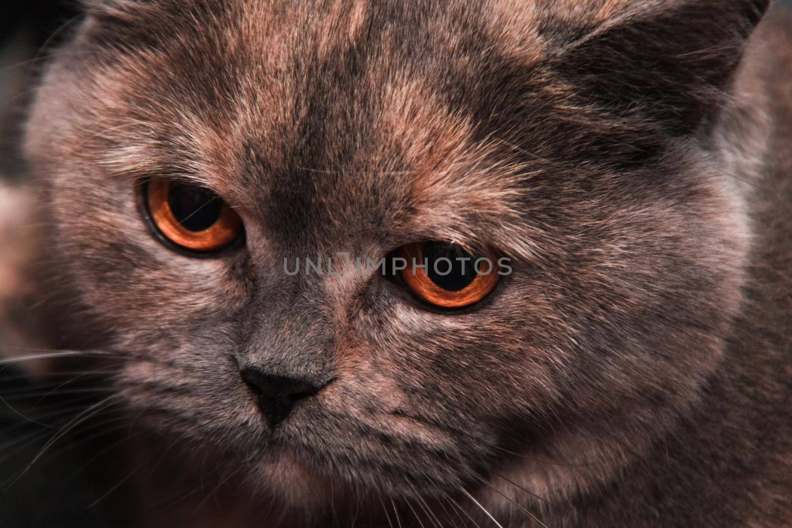 large expressive eyes of a British cat, portrait