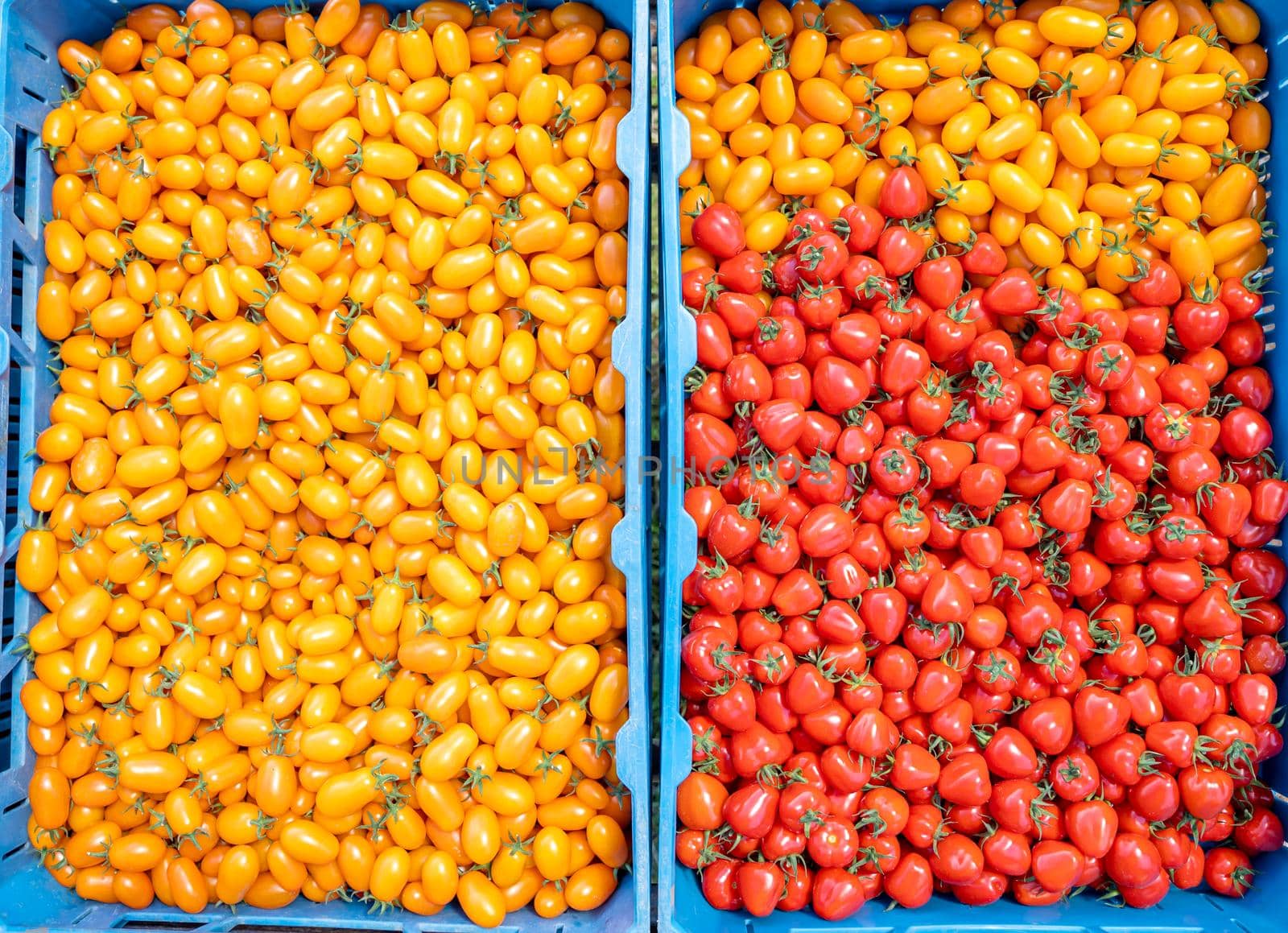 freshly picked yellow and red tomatoes in a crate.