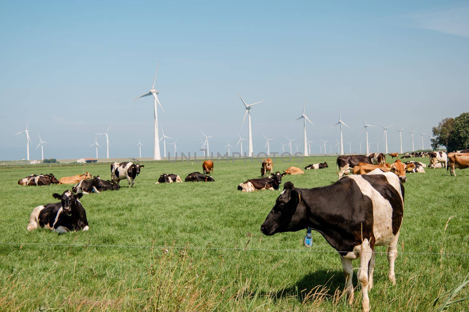 Dutch Brown and White cows mixed with black and white cows in the green meadow grassland, Urk Netherlands by fokkebok