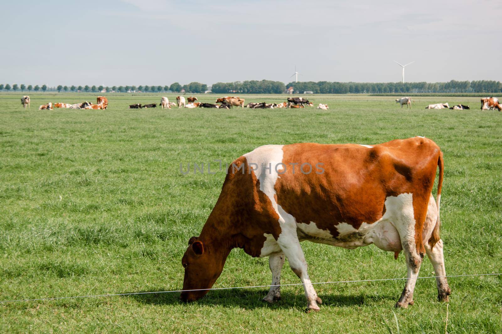 Dutch Brown and White cows mixed with black and white cows in the green meadow grassland, Urk Netherlands by fokkebok