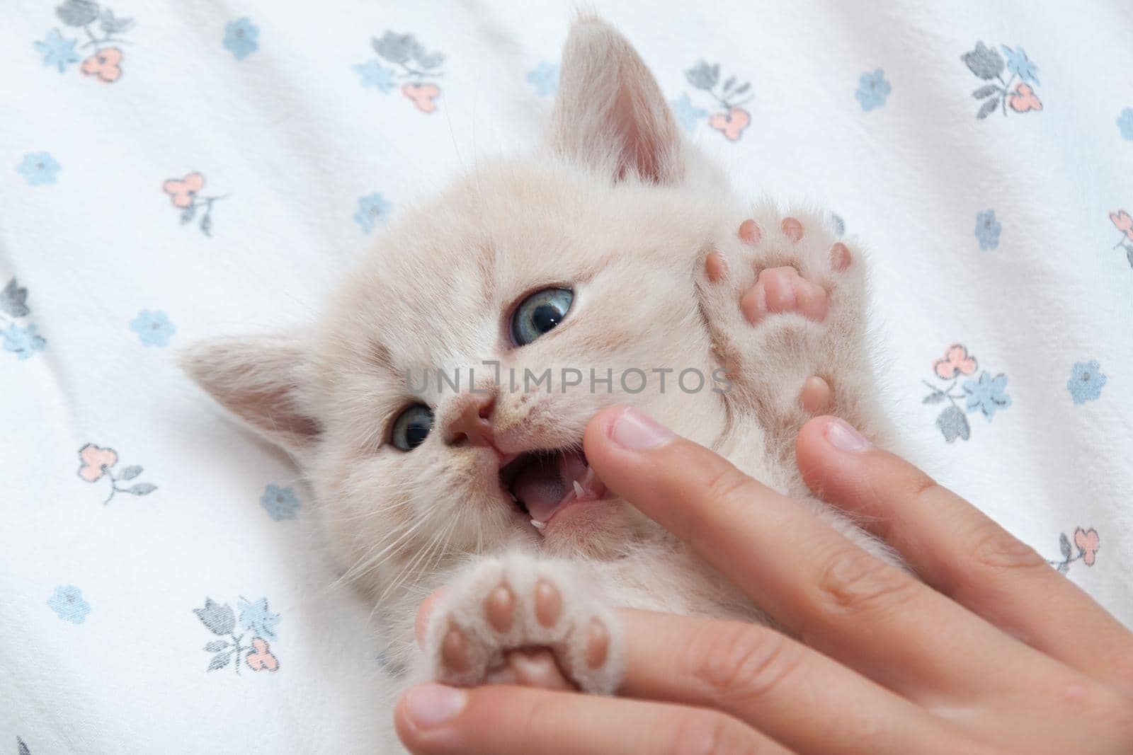 a small kitten plays with a human hand by client111