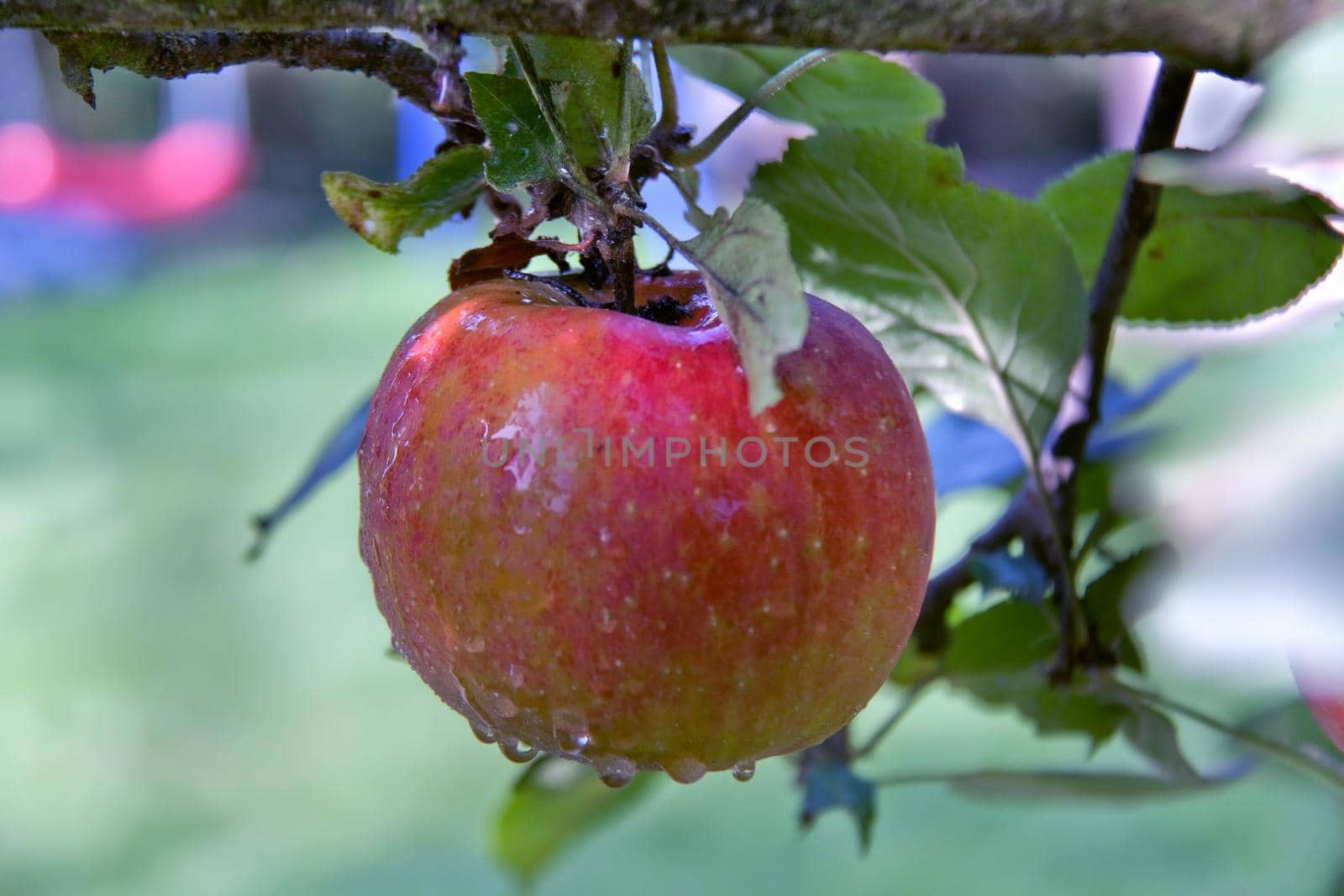 big red Apple on the branch after the rain by client111