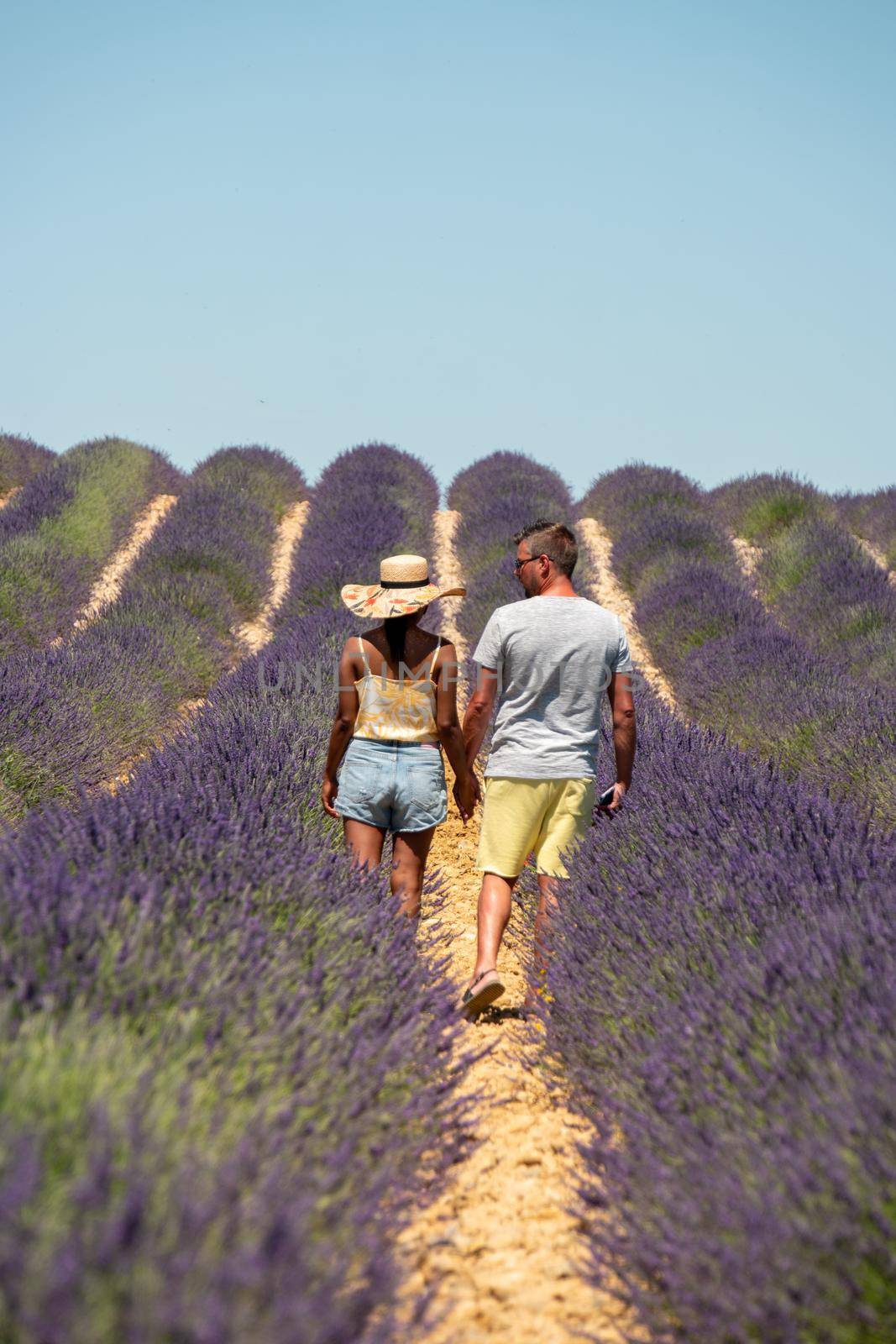 Pink purple lavender fields blooming in the Provence France. Europe