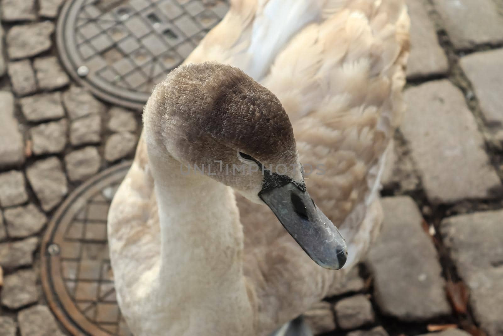 Swan walking on a cobblestone path close to the water in a port