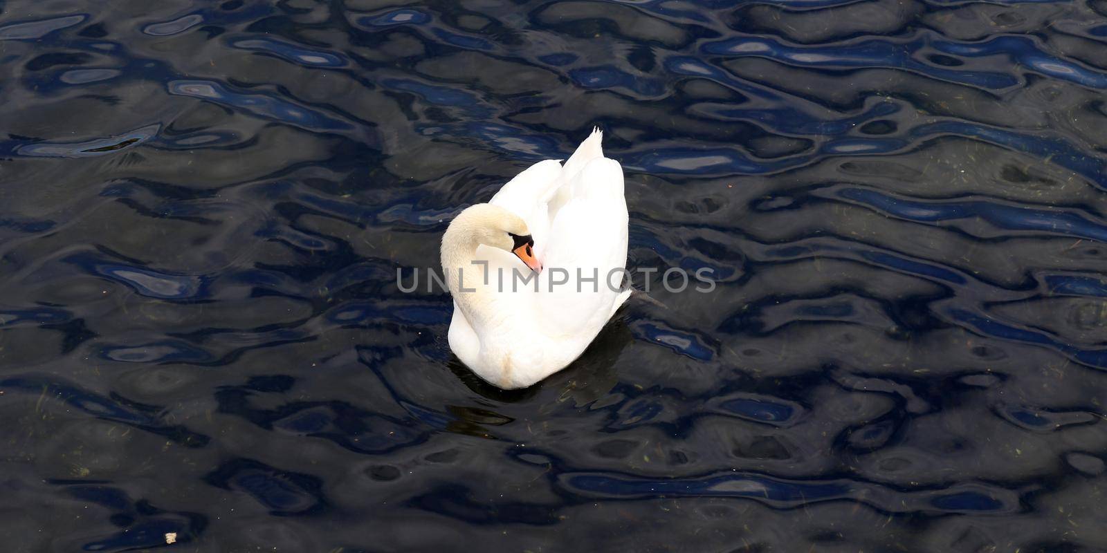 White swans on rippled blue water