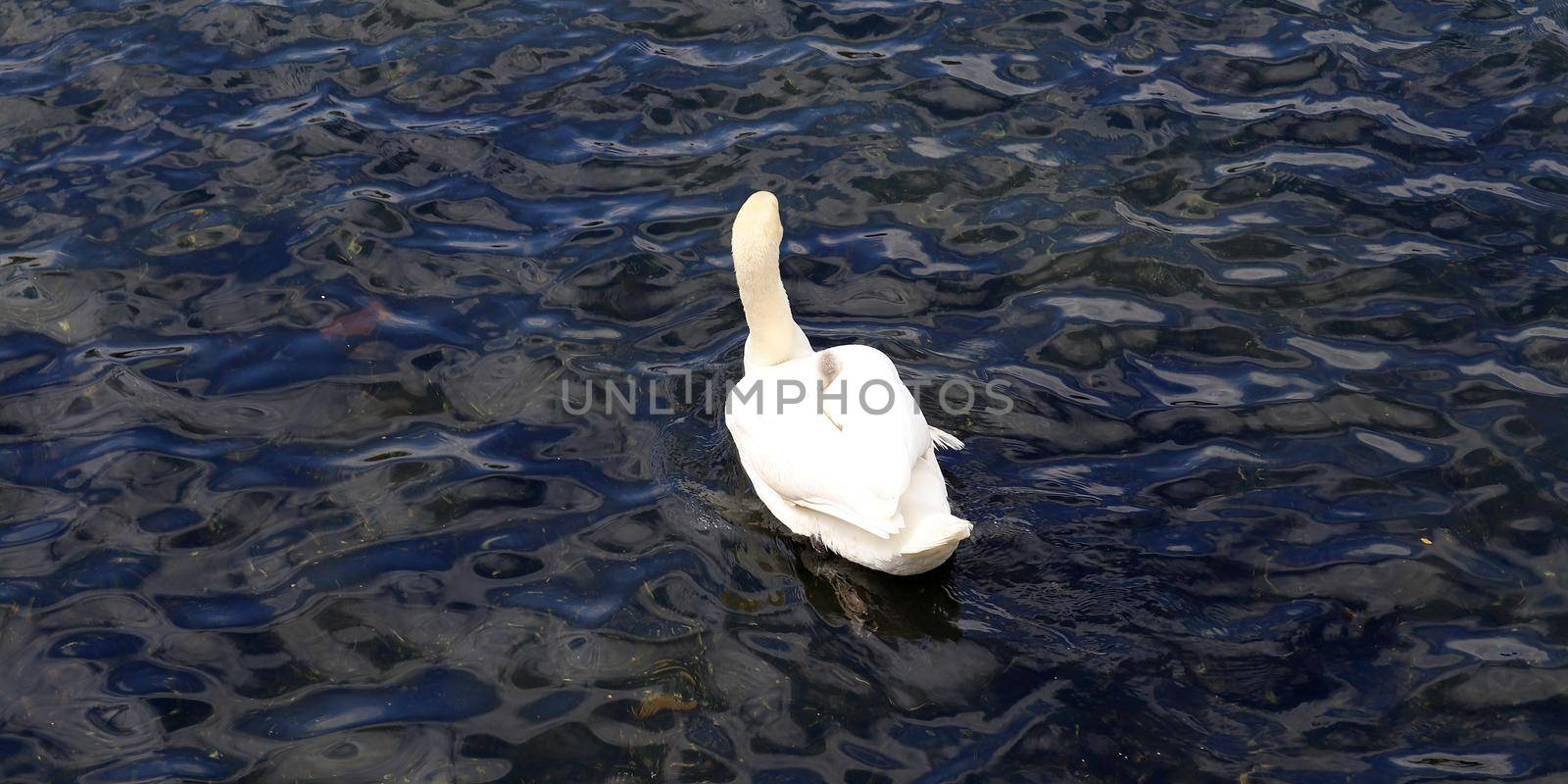 White swans on rippled blue water