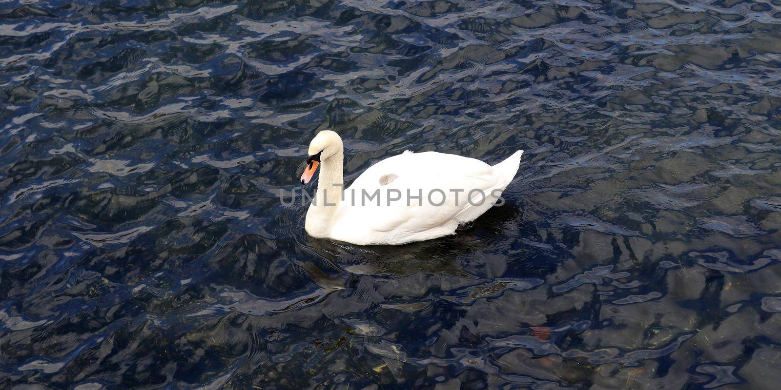White swans on rippled blue water. by MP_foto71